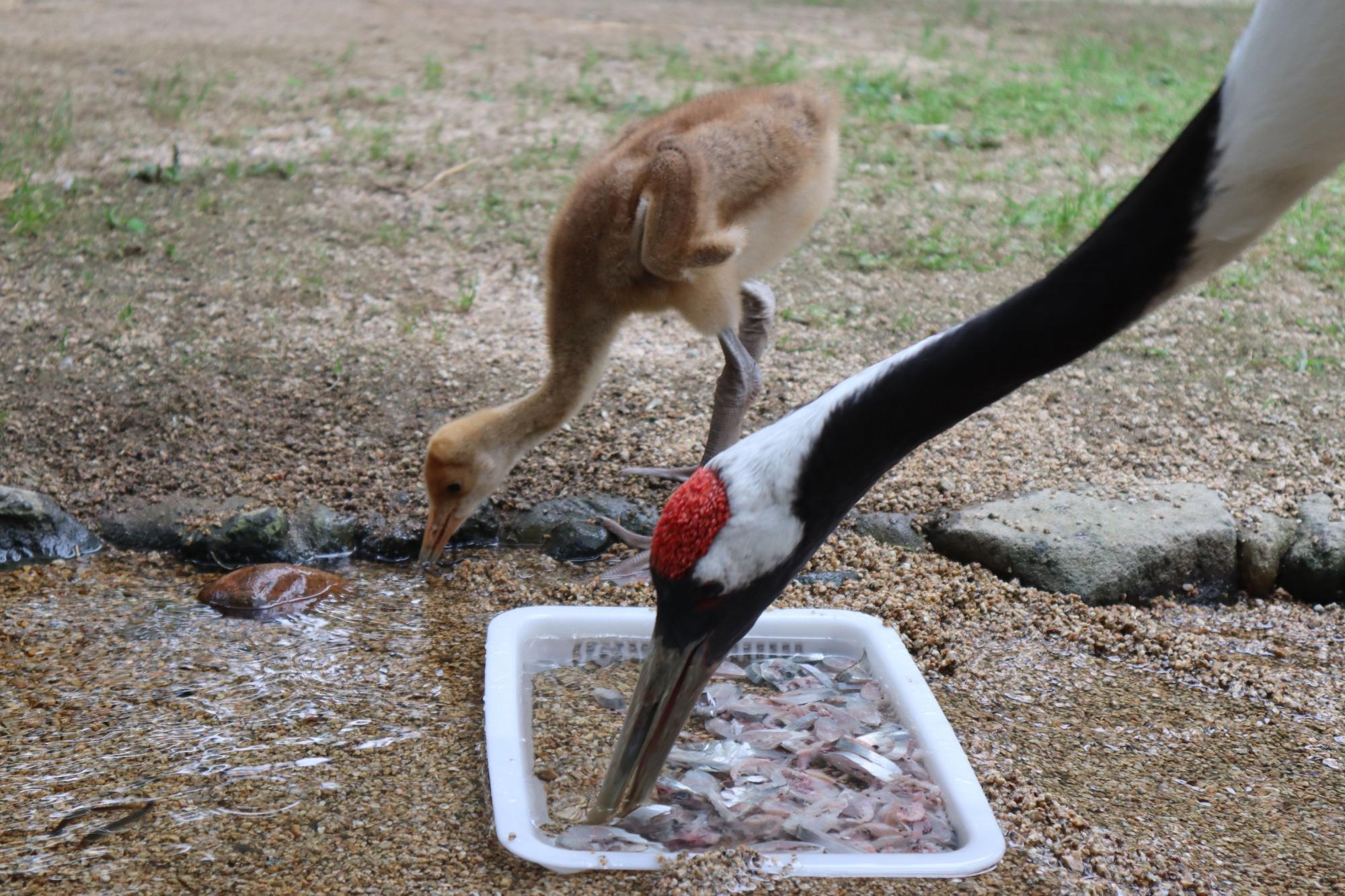 エサを食べる親子。