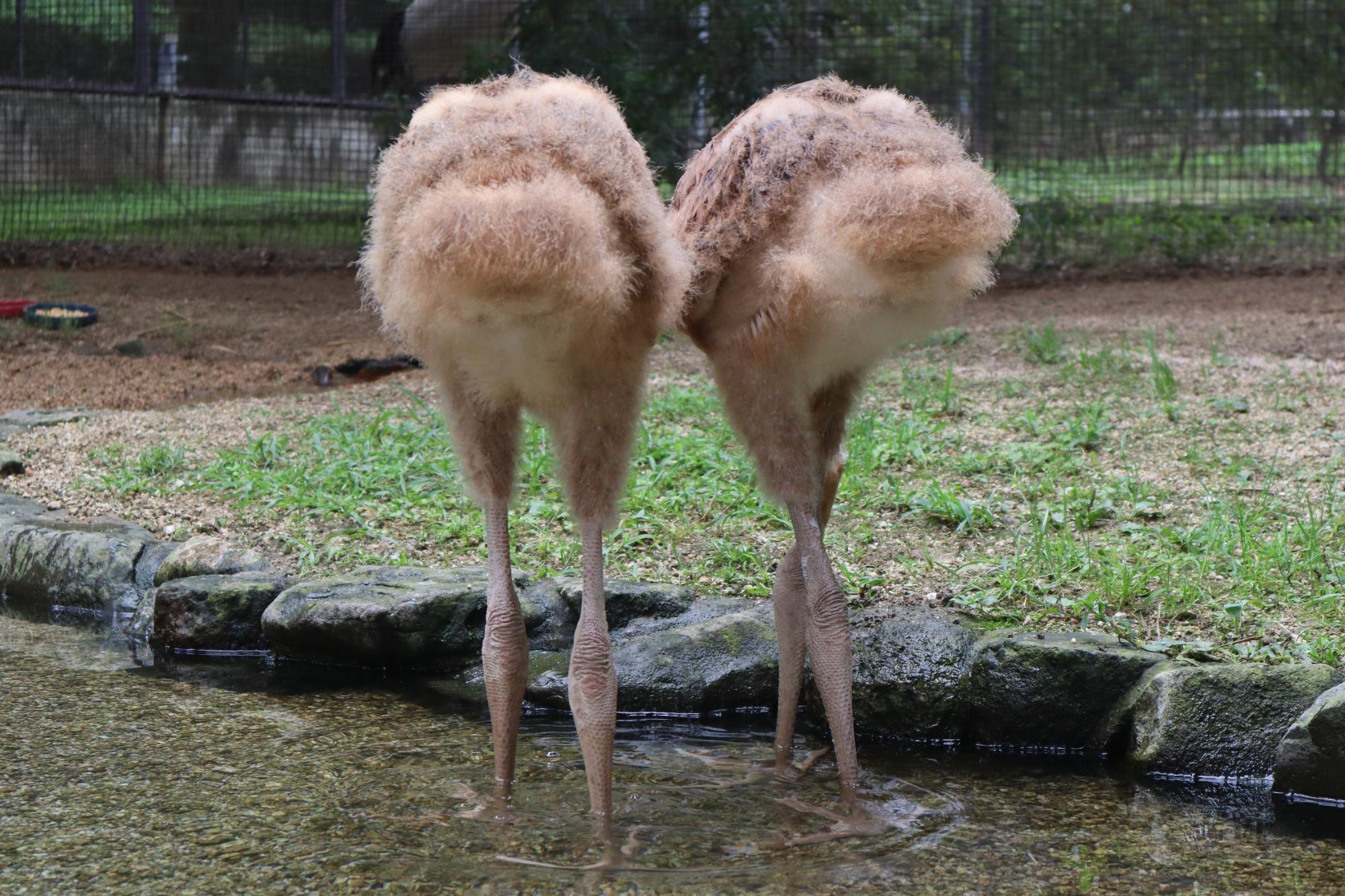 ヒナの後ろ姿