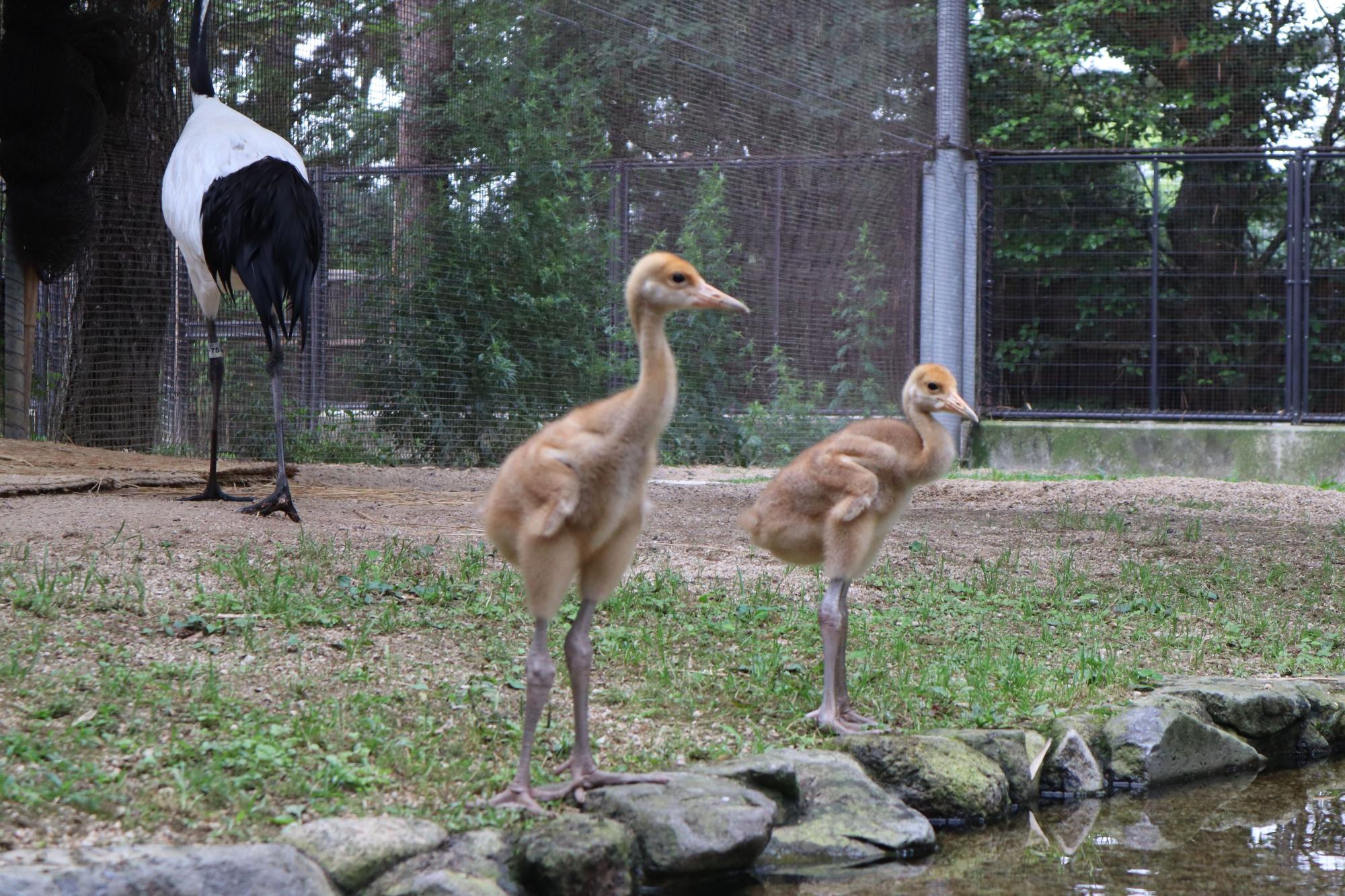 ヒナ2羽の様子。