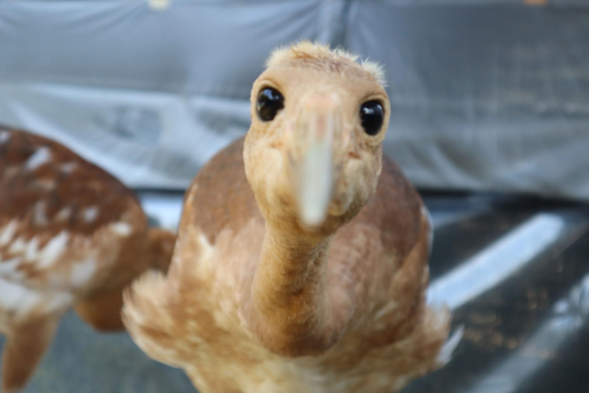 ヒナの正面の顔。