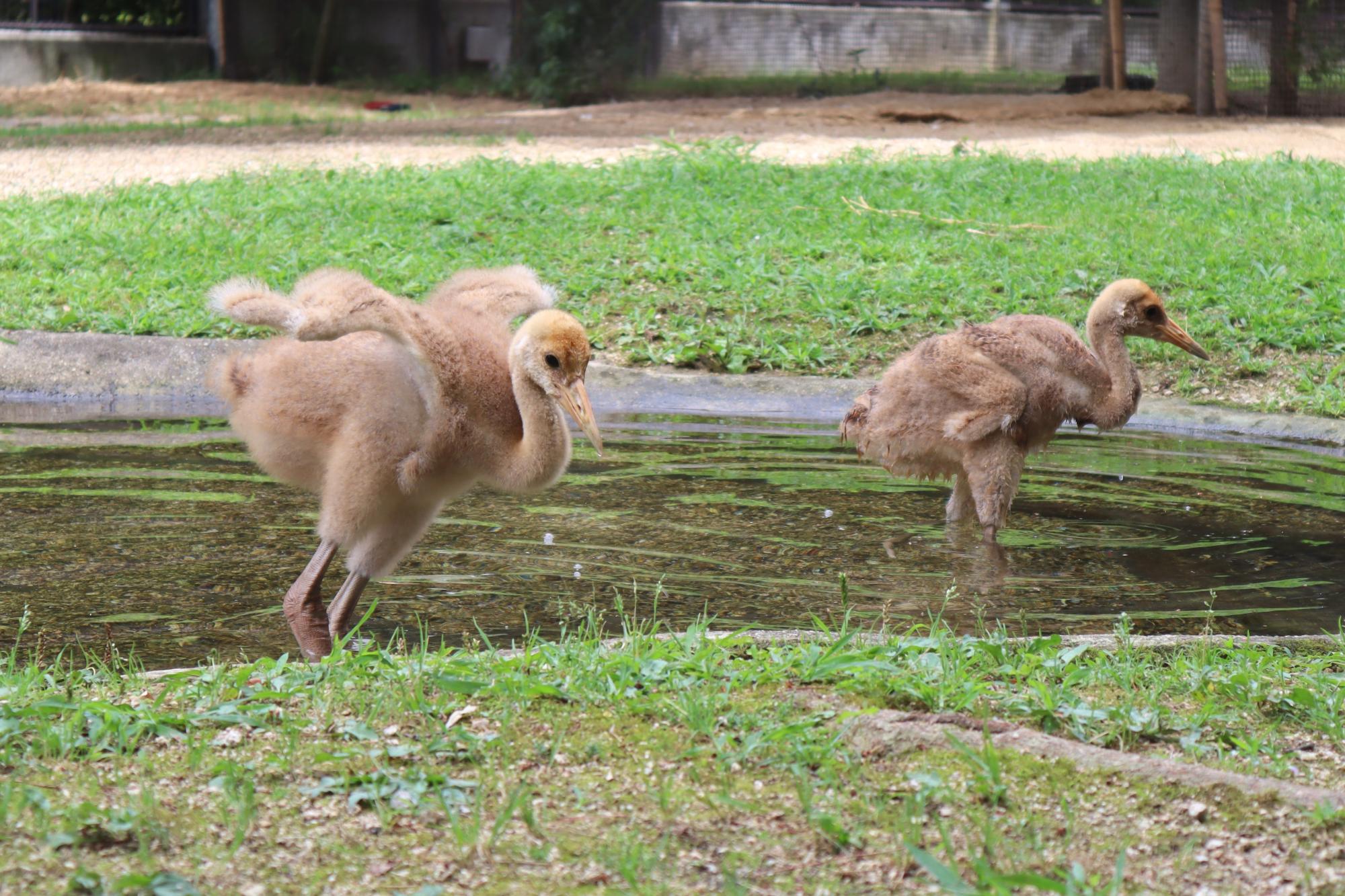水浴びするヒナ