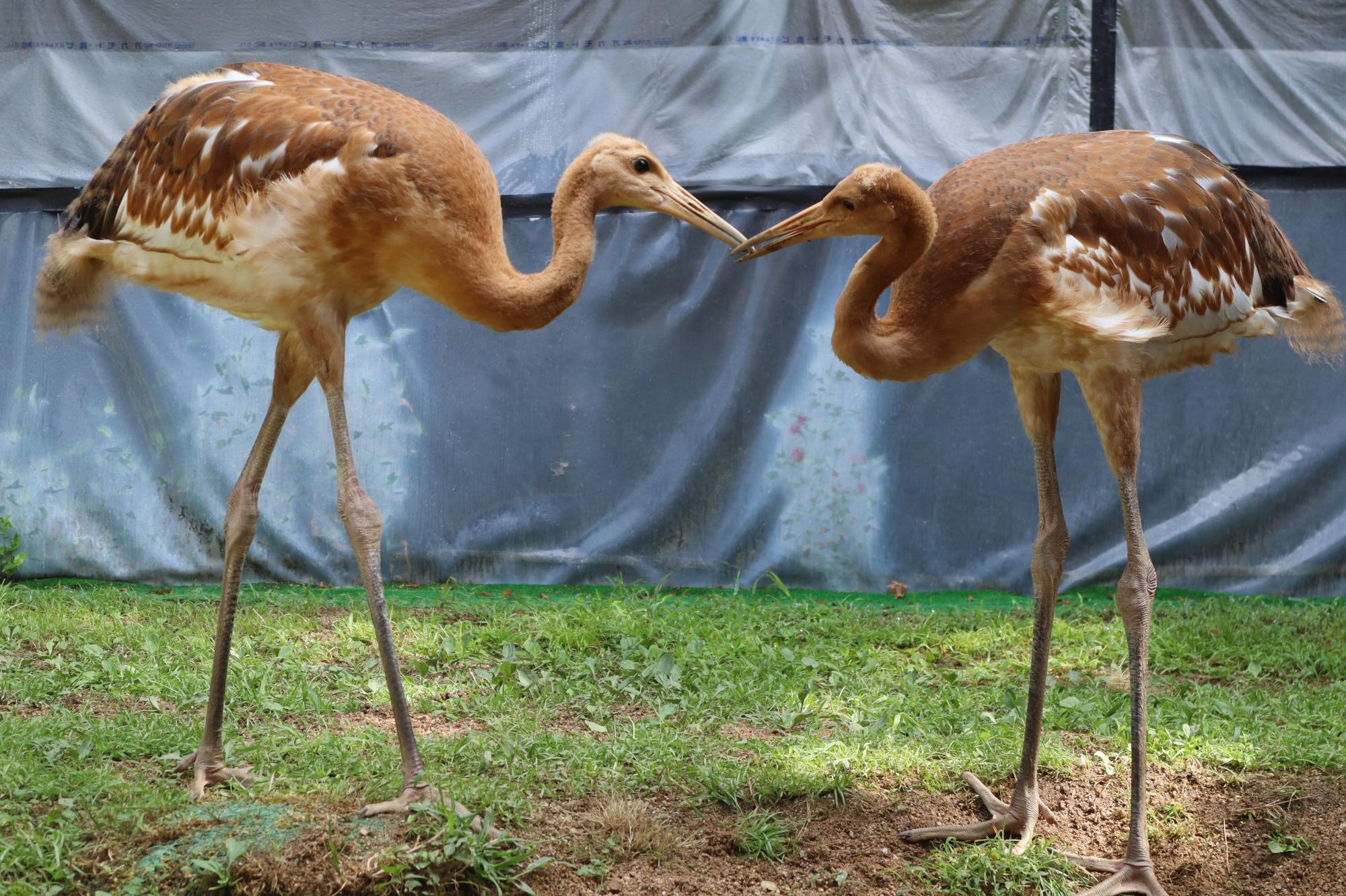 8月2日タンチョウのヒナ