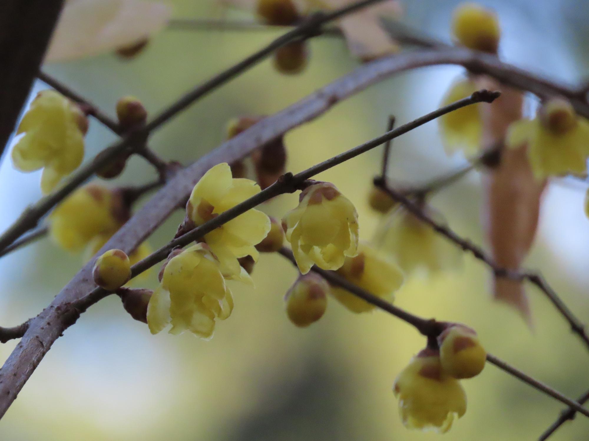 花だより】蝋梅（ろうばい）、椿（つばき）、山茶花（さざんか）など