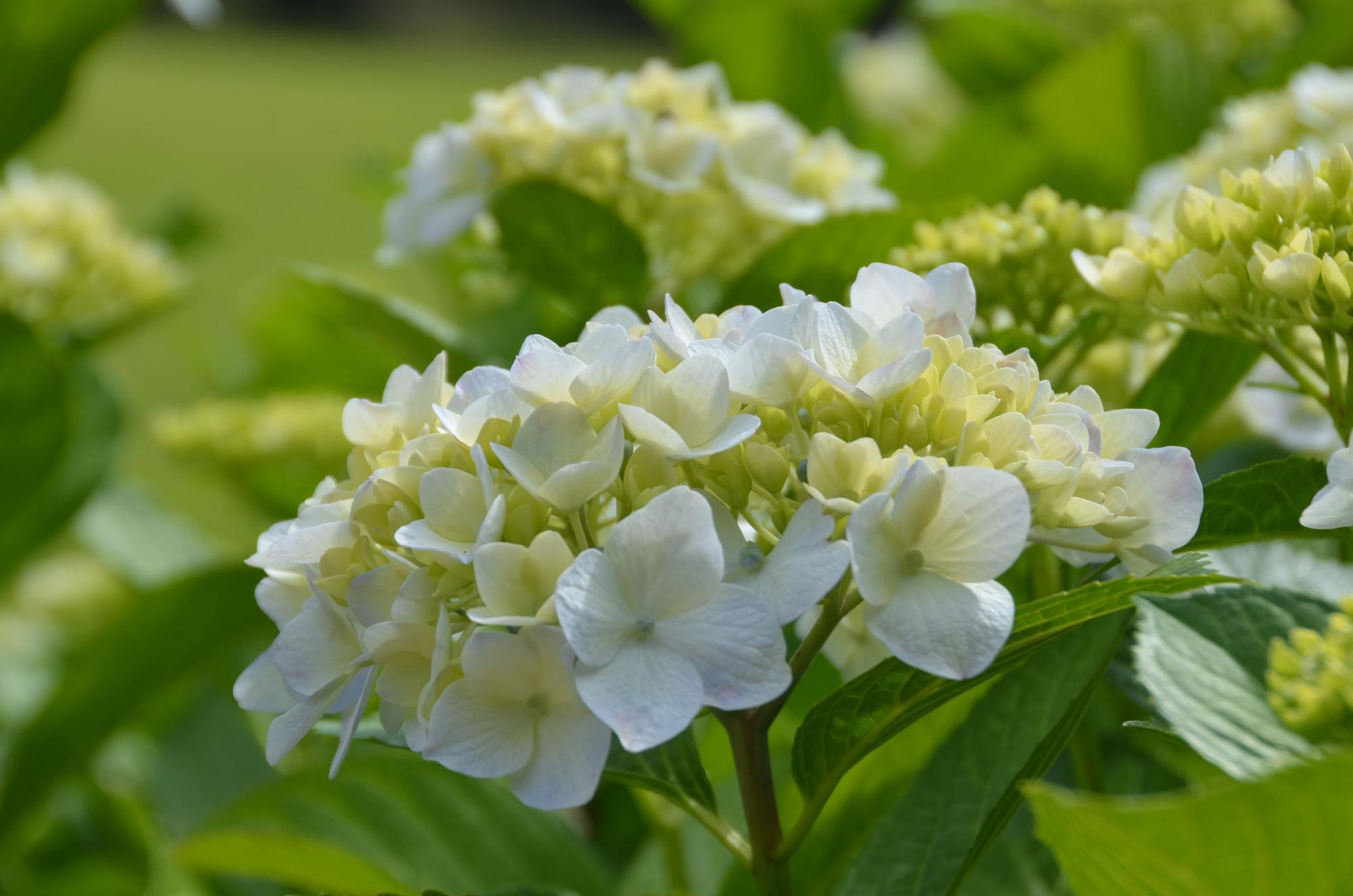 白いアジサイの花。