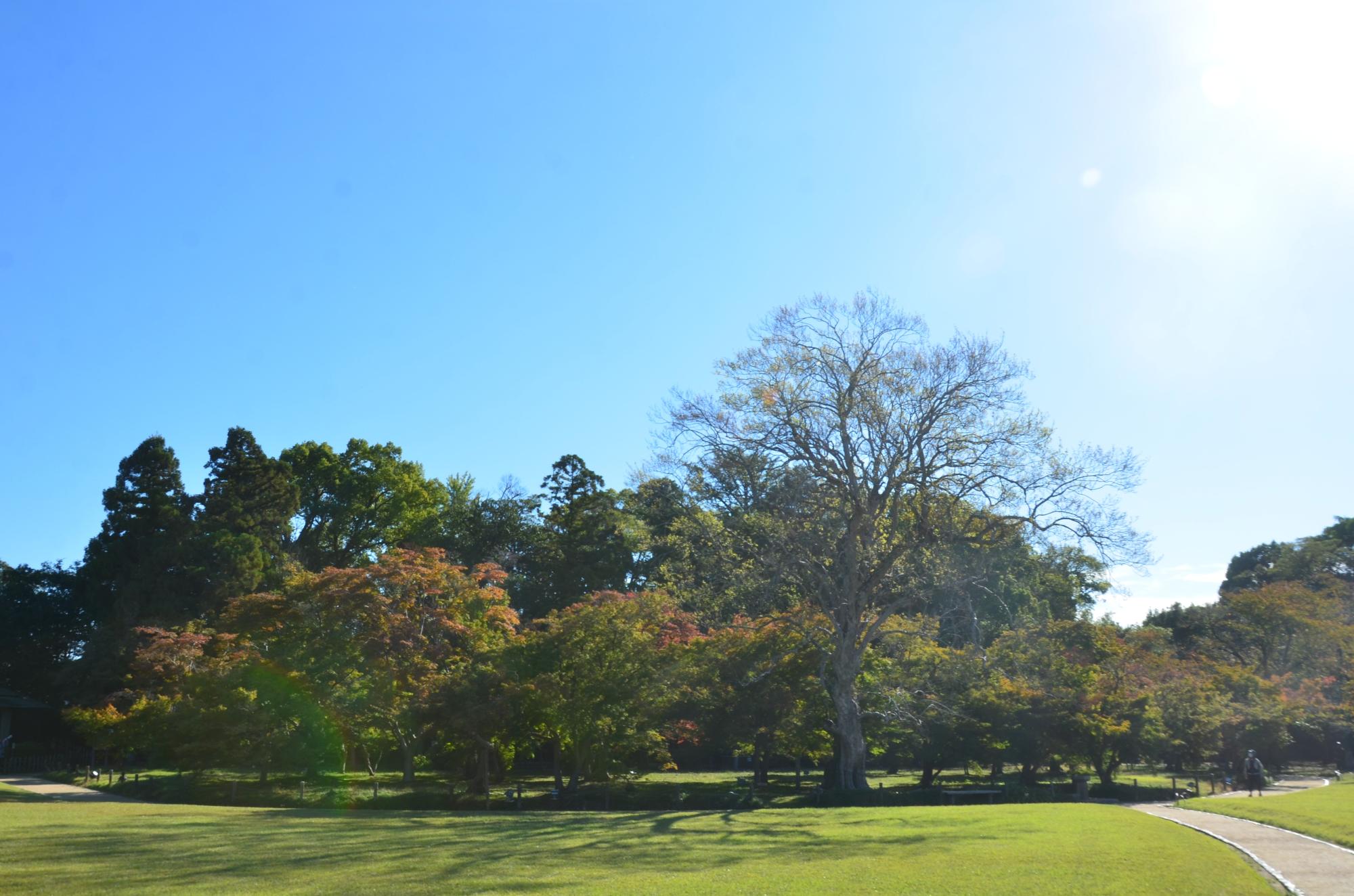 秋の千入（ちしお）の森の景色。