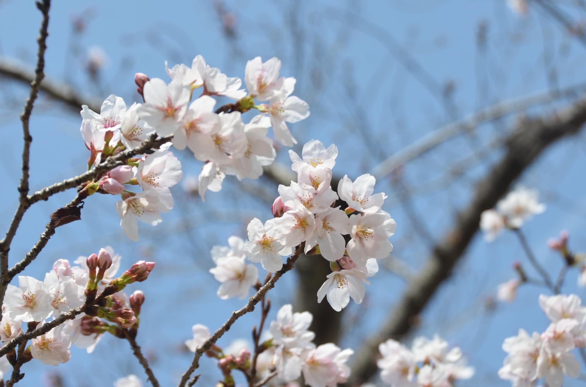 青空とソメイヨシノ。