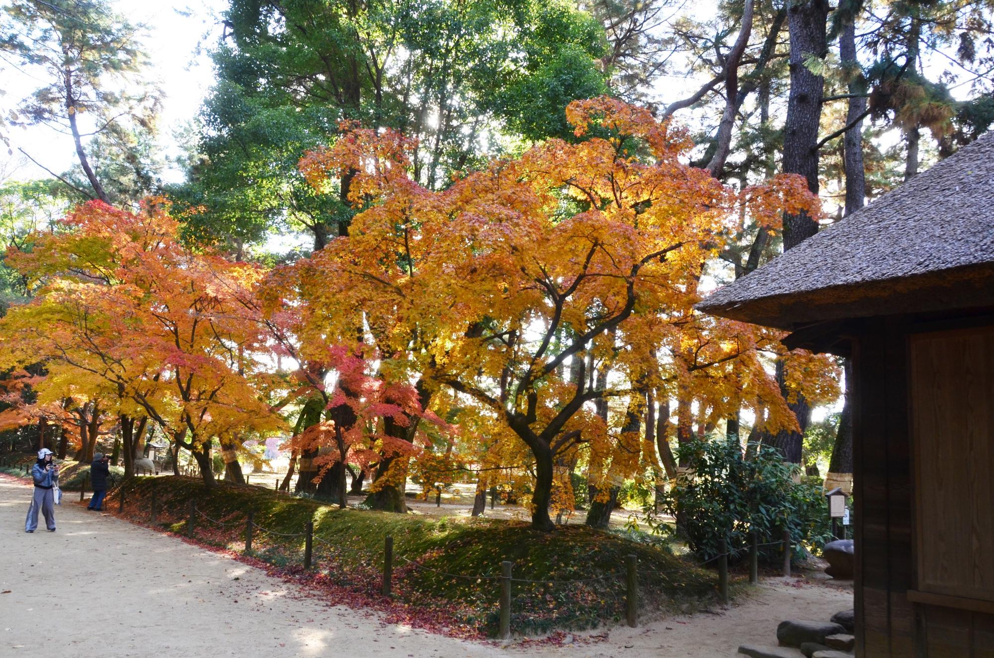 松林の馬場側のモミジ。