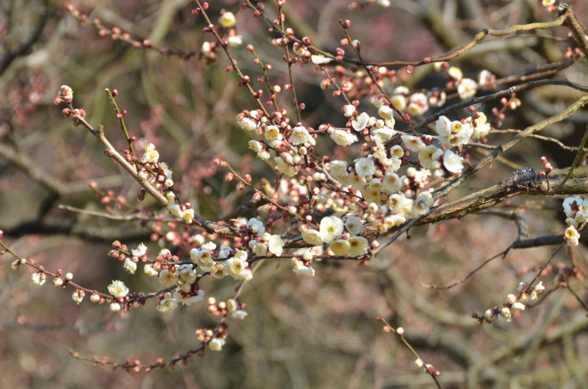 梅林の白梅。