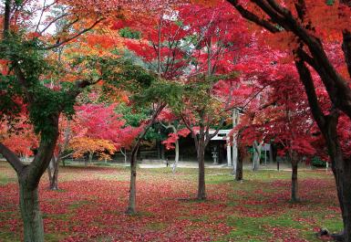 紅葉が美しい千入の森の様子の写真