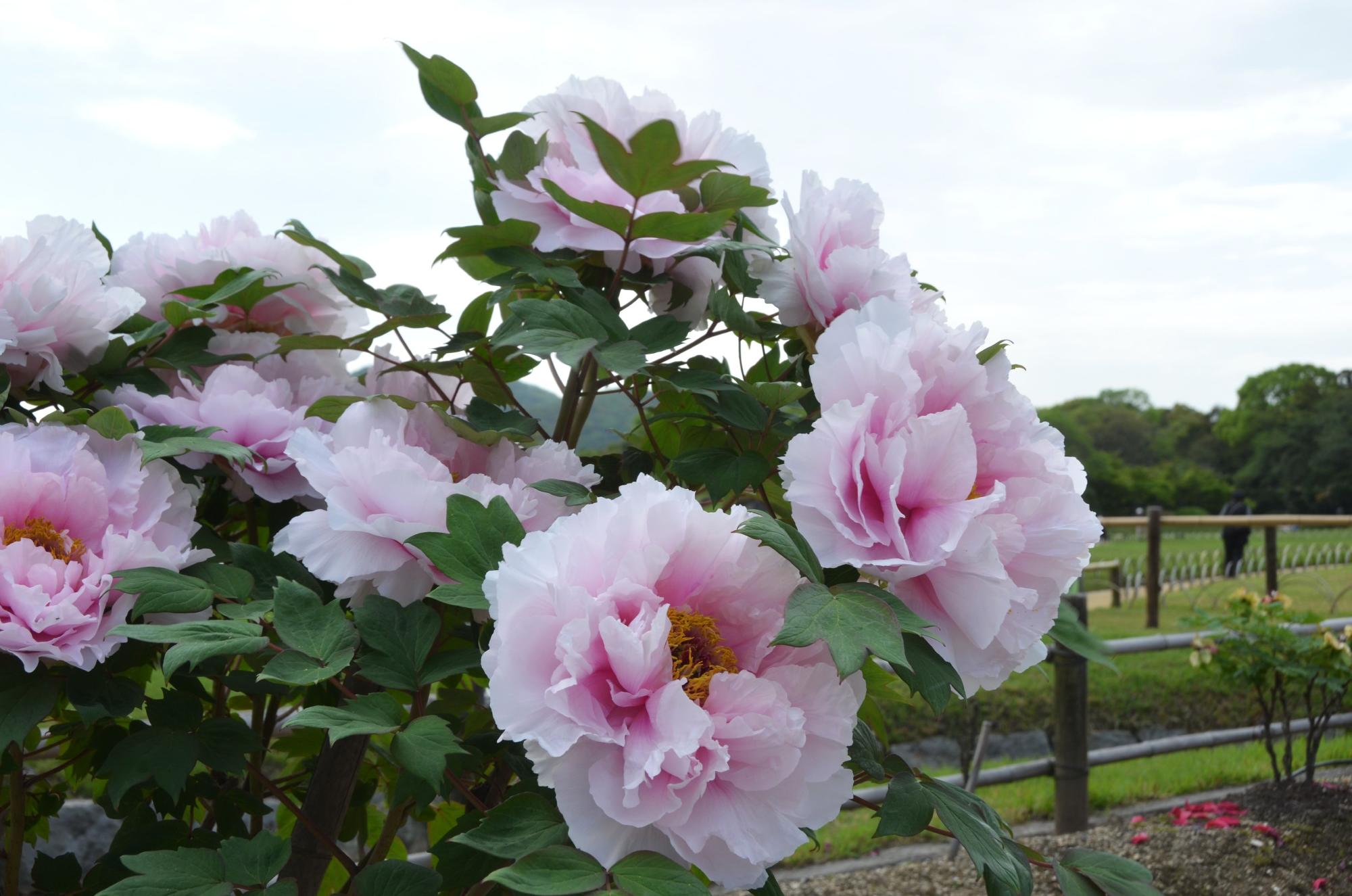 鶴鳴館前庭のに咲くボタンの花。