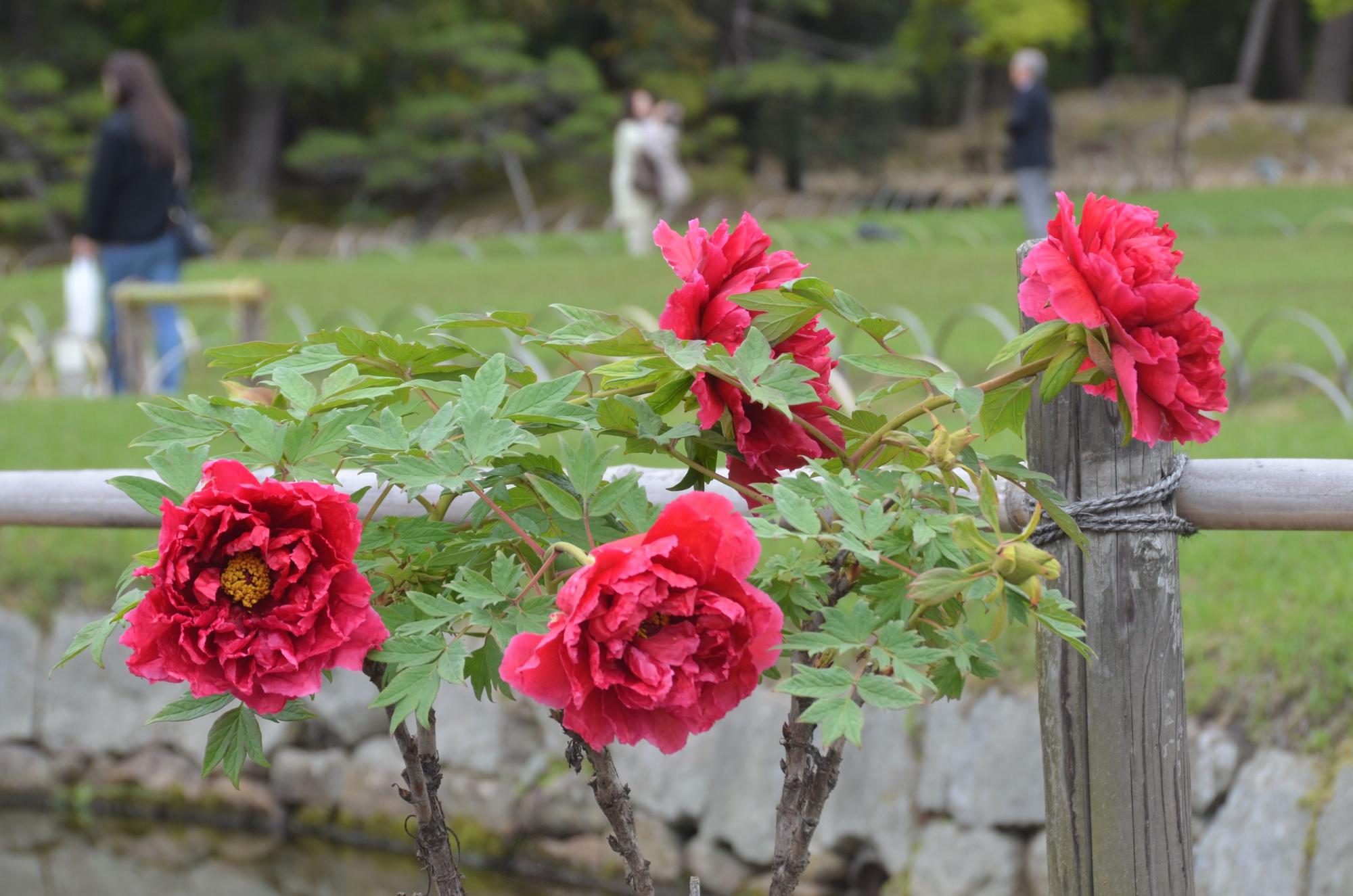 鶴鳴館前庭のボタンの花。