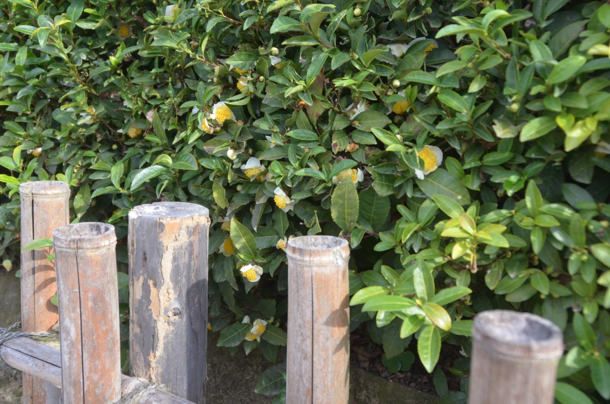 茶畑に咲く茶の花。