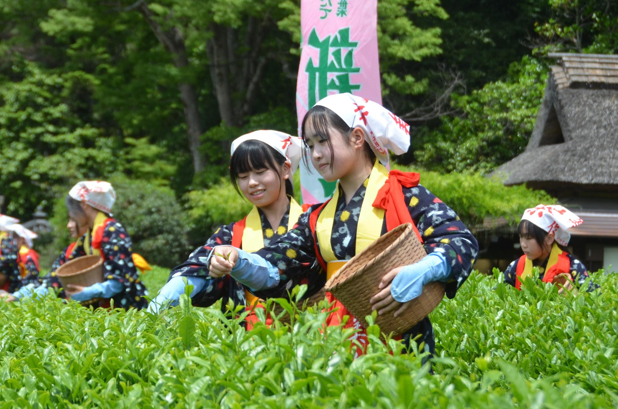 茶つみ娘による茶つみ