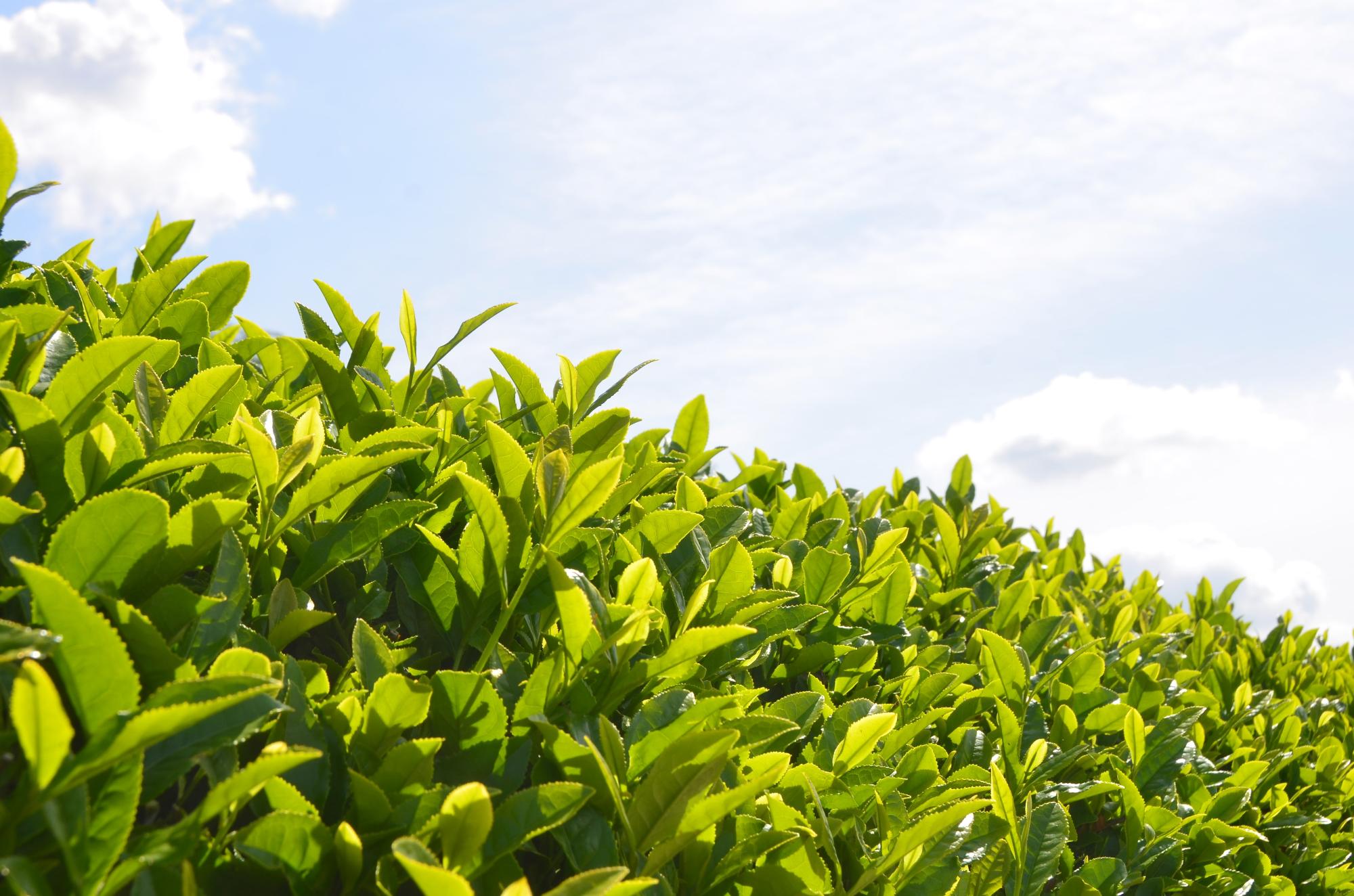 茶畑のチャノキの新芽。