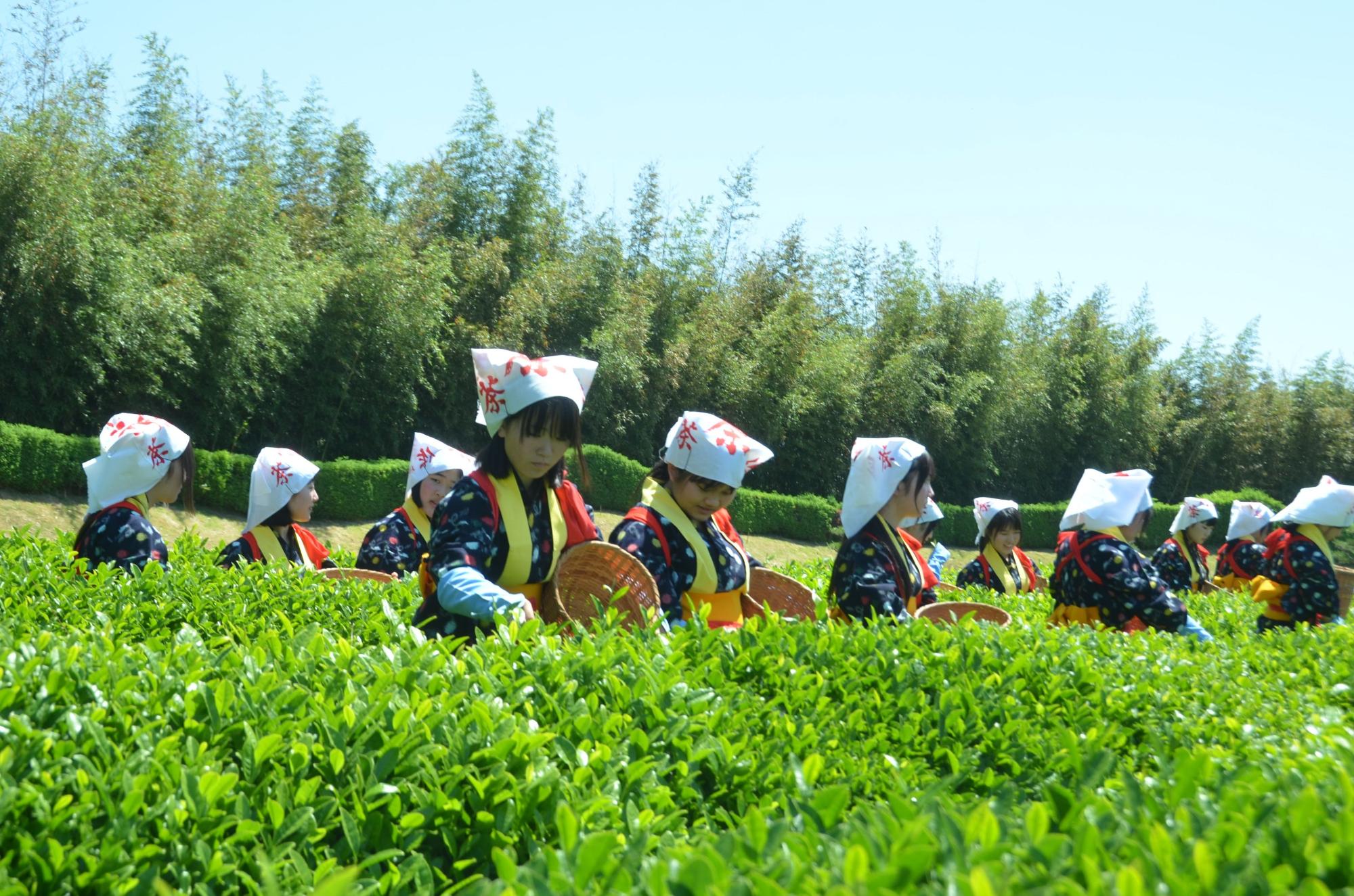 茶つみの様子。