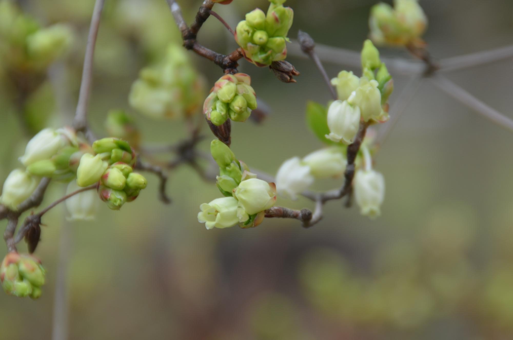 ドウダンツツジの白い花。