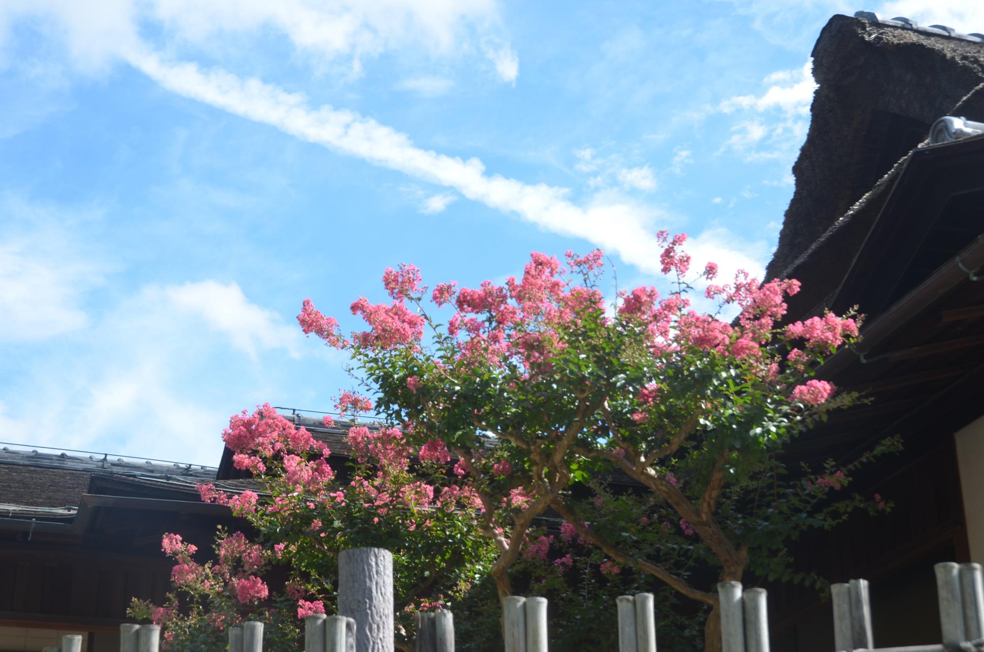 栄唱の間近くのサルスベリの花。