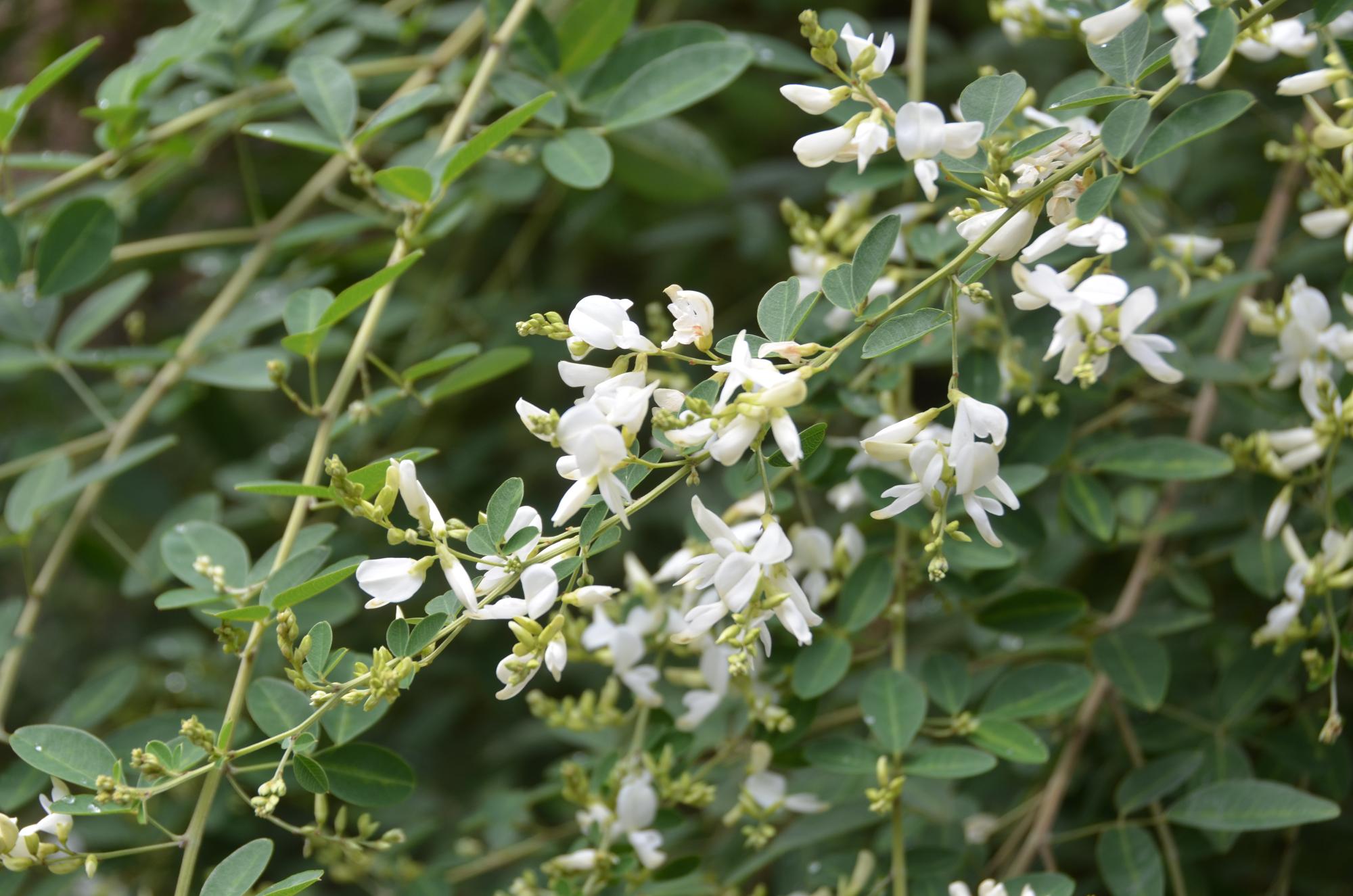 萩の花