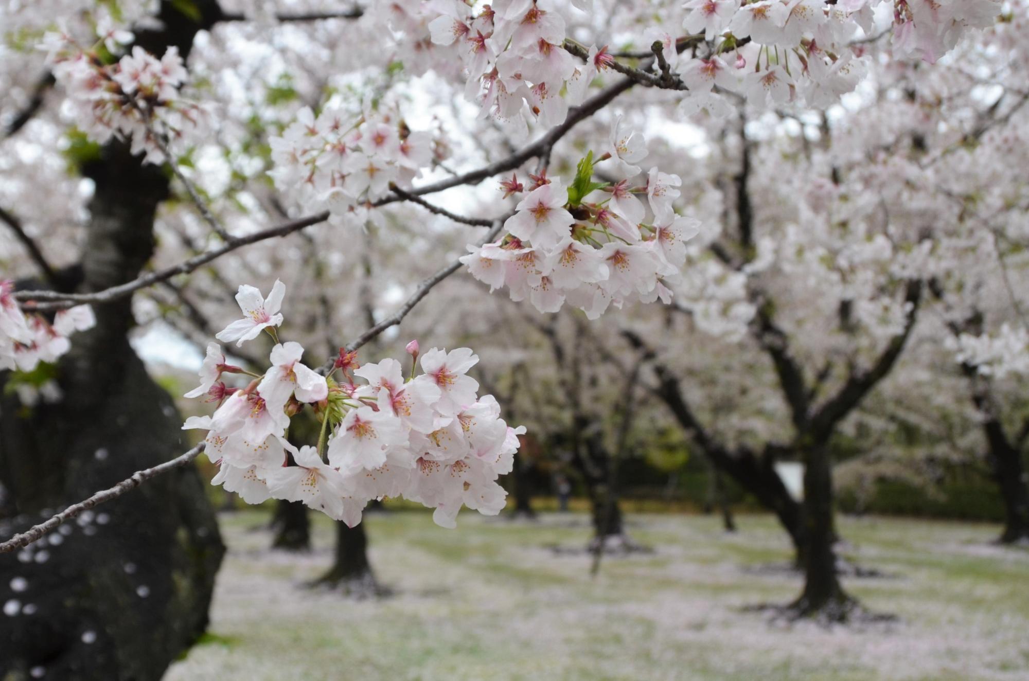 桜林は雨のため、花びらの絨毯です。