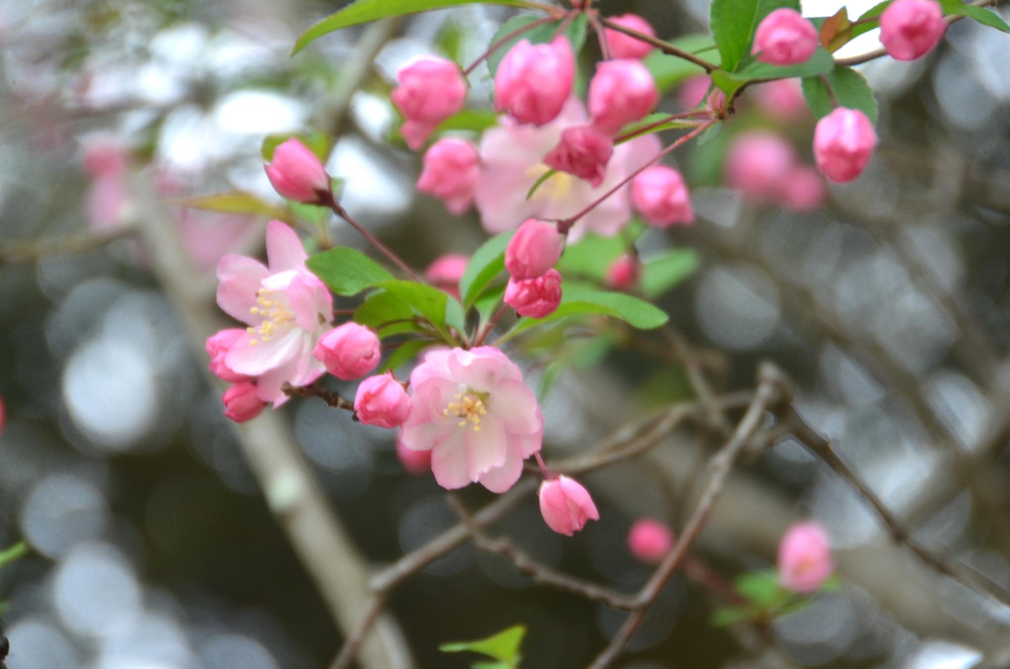 藤棚近くのハナカイドウ。
