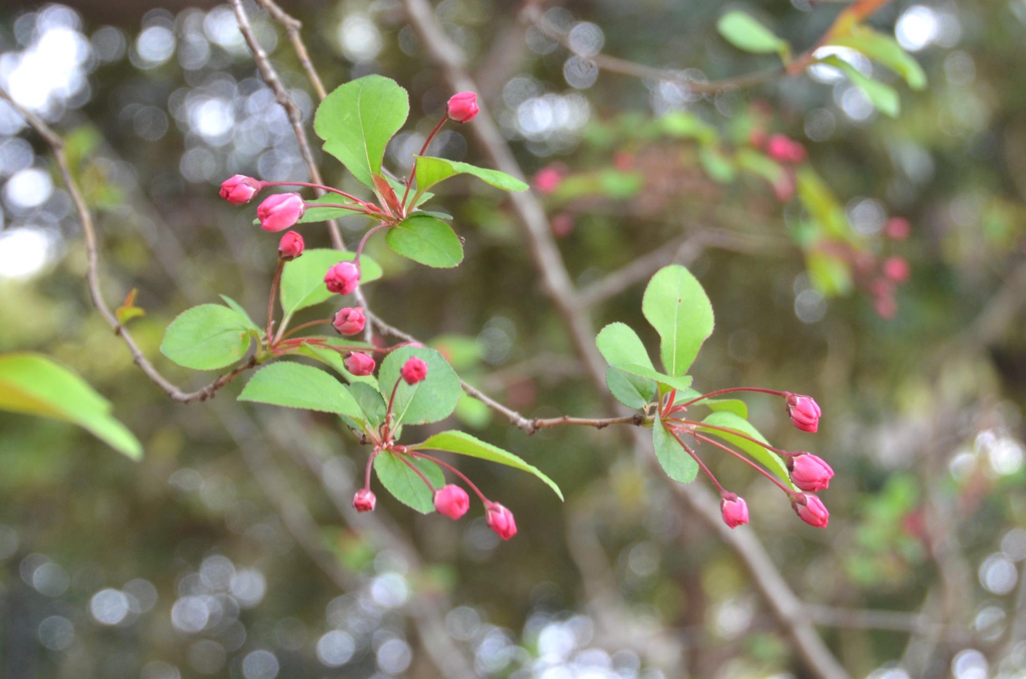 ハナカイドウのつぼみ。