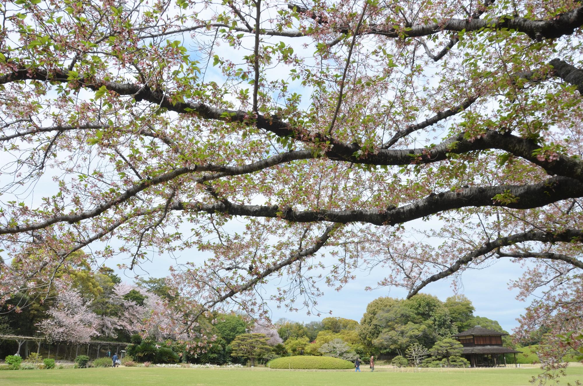 葉桜も美しいソメイヨシノ