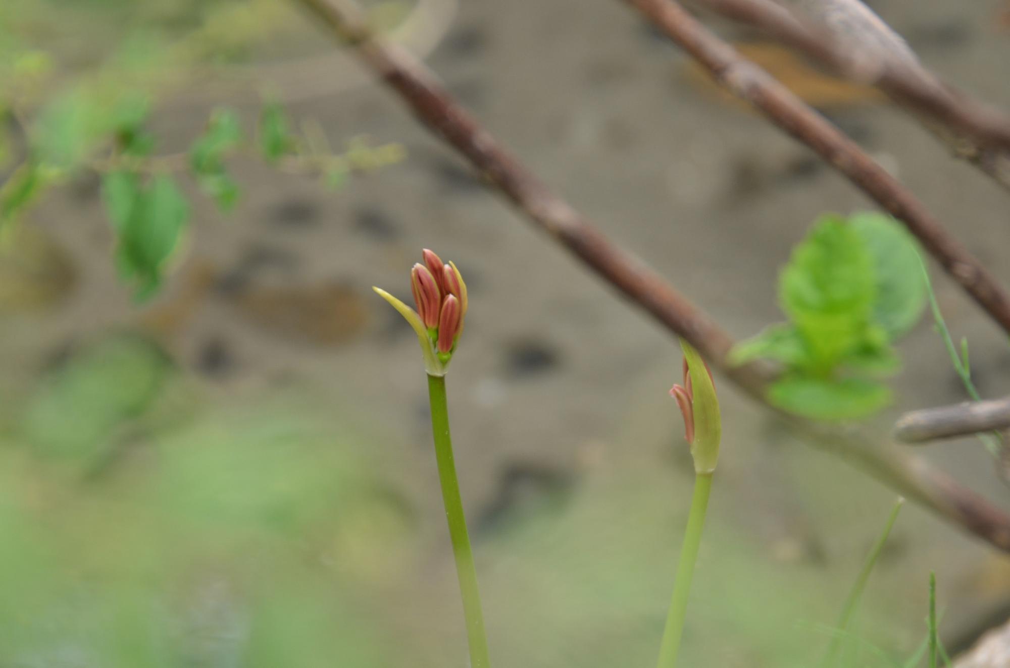 彼岸花のつぼみ