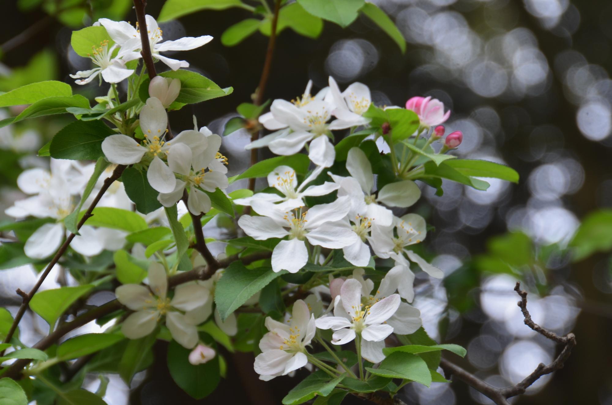 ヒメリンゴの花。