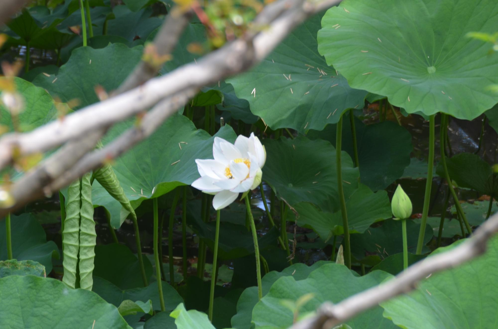 一天四海の花。