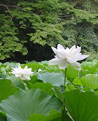 大輪の白い花が咲く蓮が見頃の花葉（かよう）の池の写真