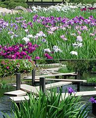 白や紫などの見事な花が咲く花菖蒲畑の写真と曲水に板を渡した八橋の様子の写真