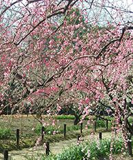 梅の花が咲きほこる梅林（ばいりん）の様子の写真