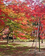 紅葉が美しい千入の森（ちしおのもり）の写真