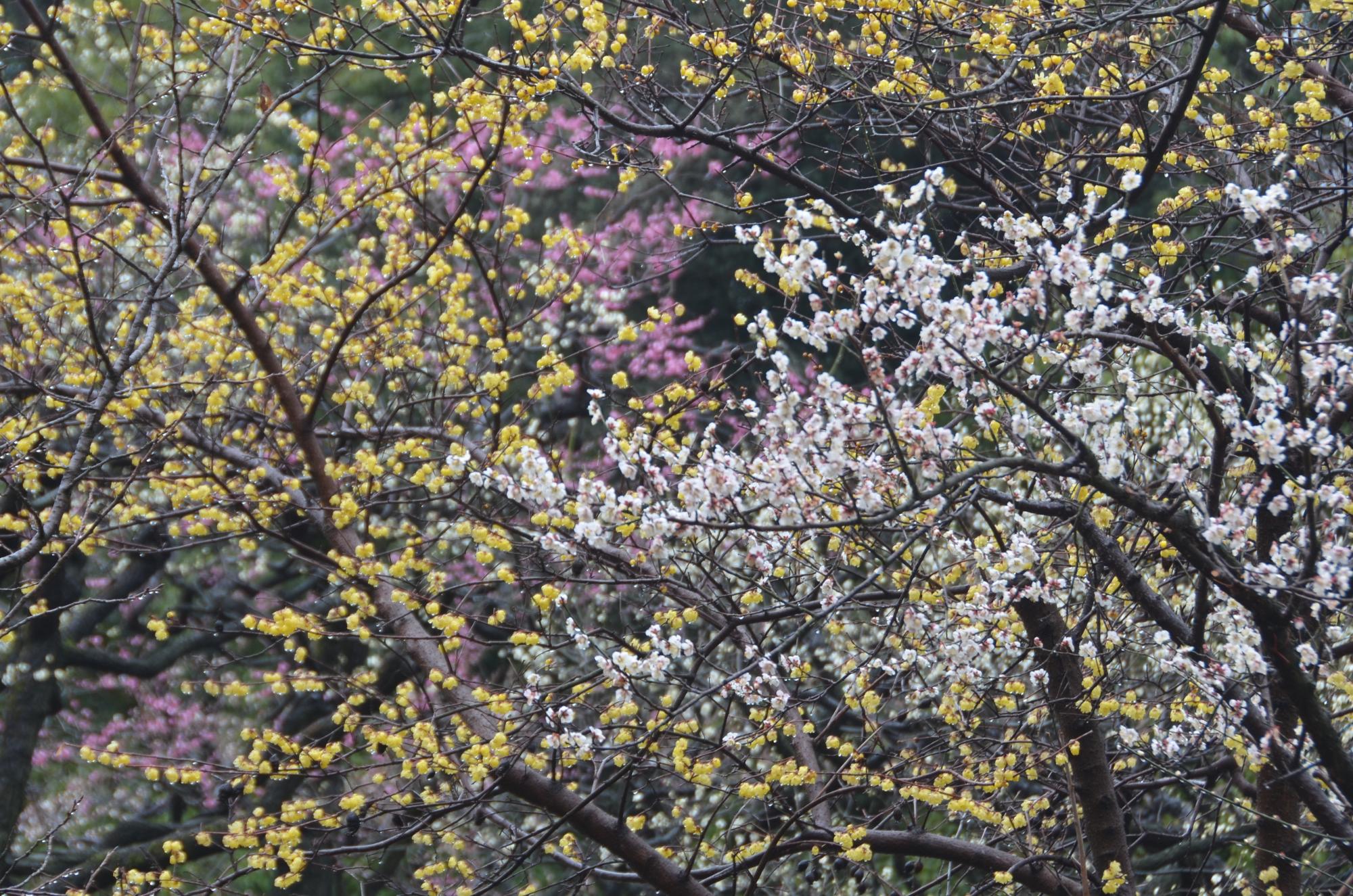 色とりどりの梅の花。