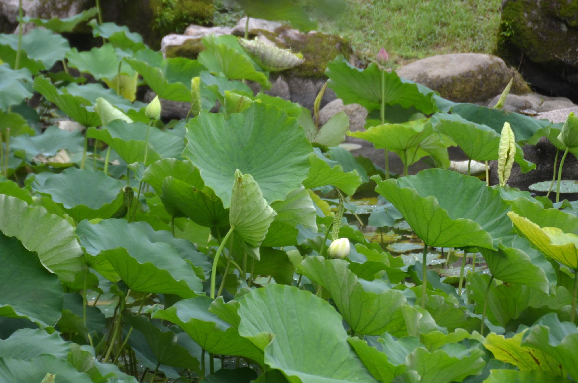 一天四海の花。