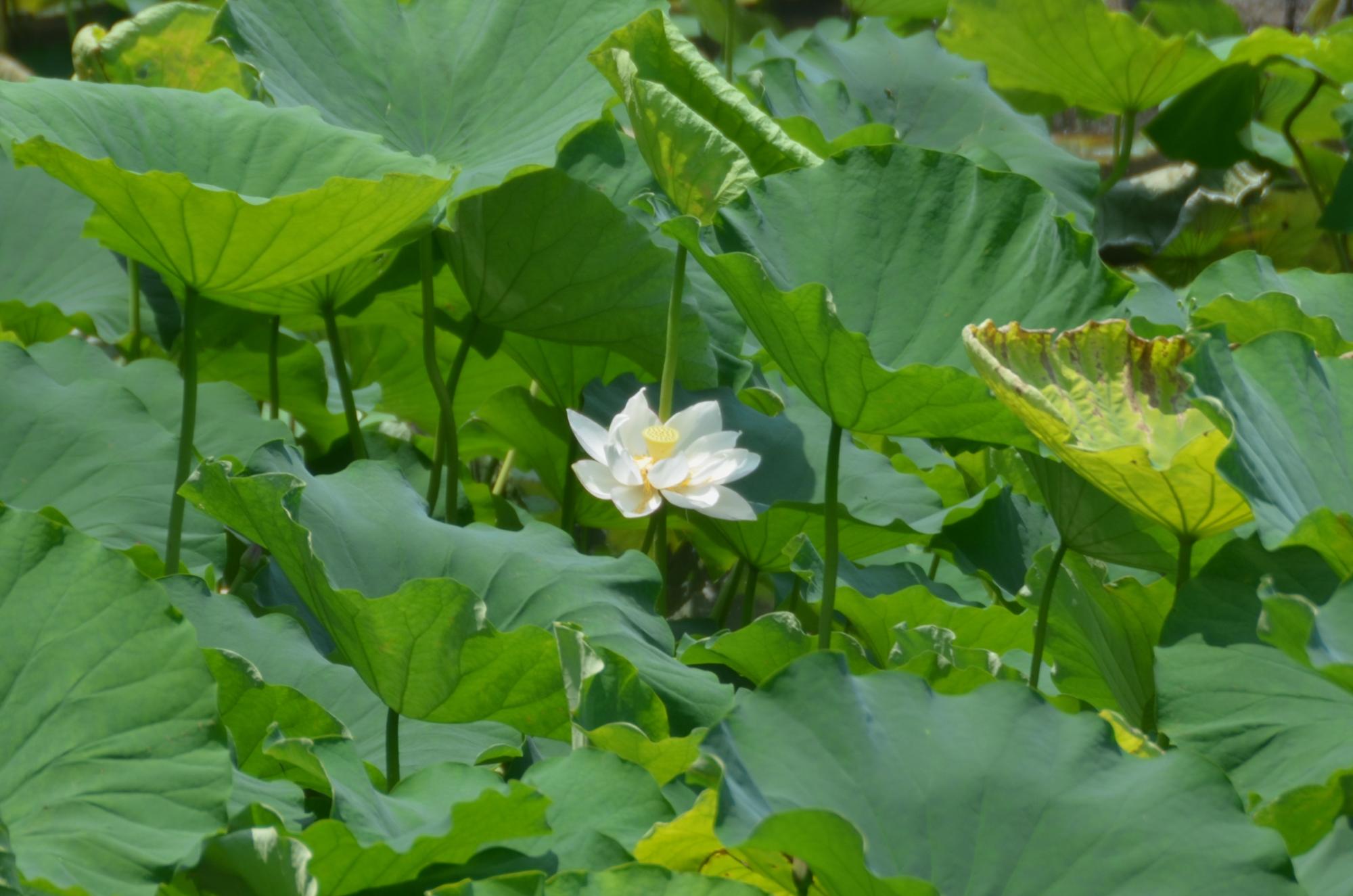 一天四海の白い花。