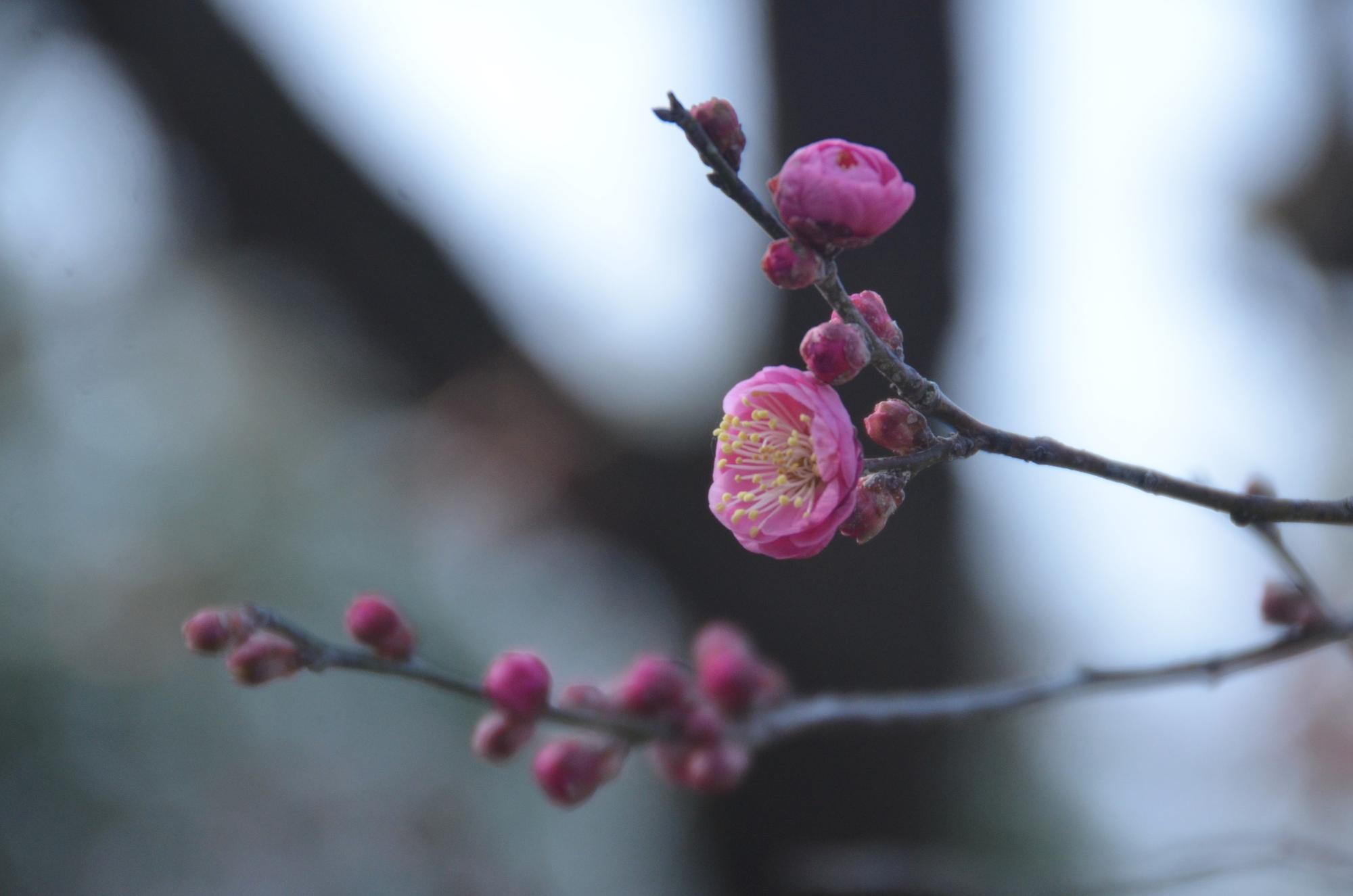 寒紅梅の花。