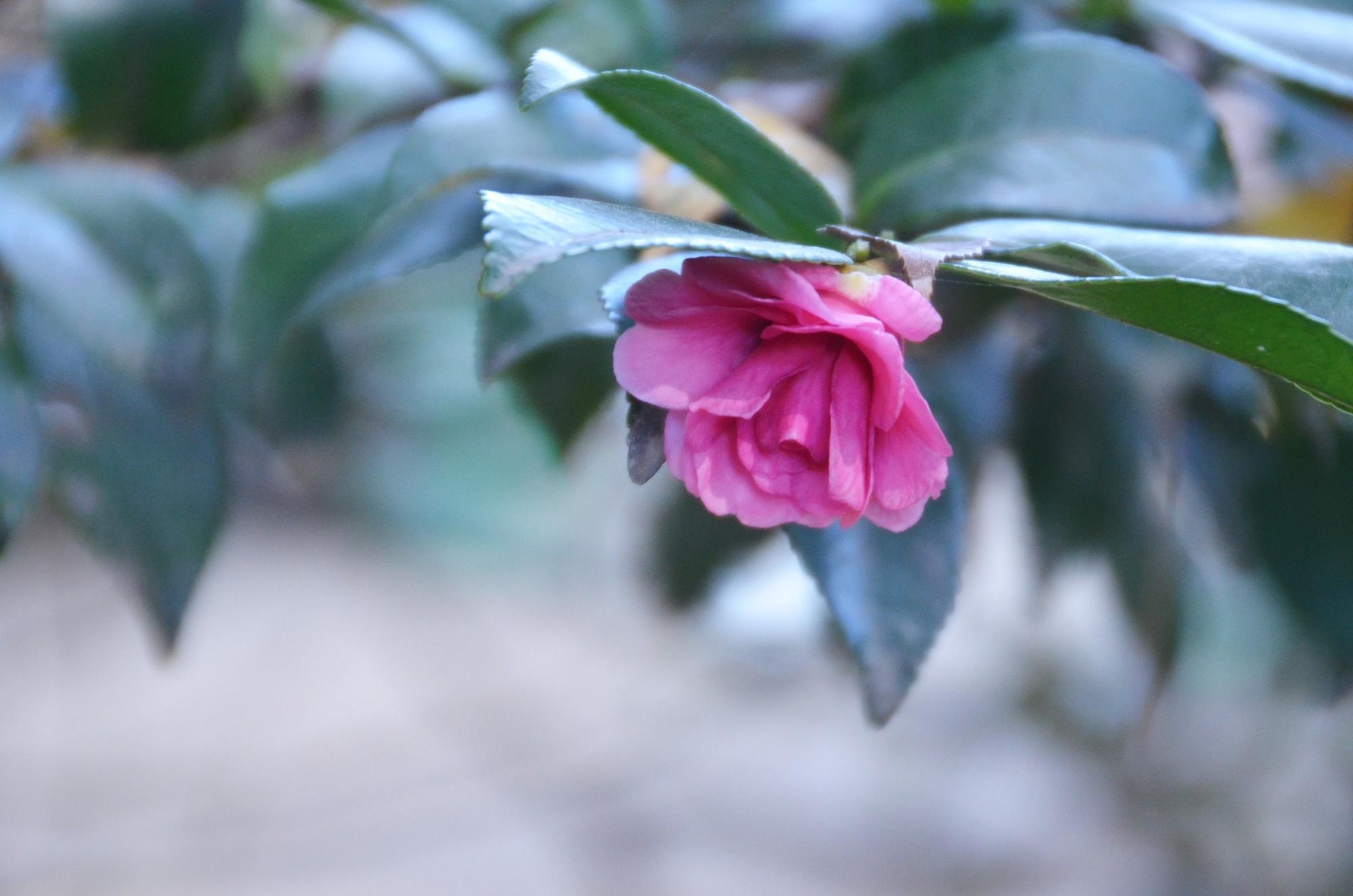 咲き始めたカンツバキの花。