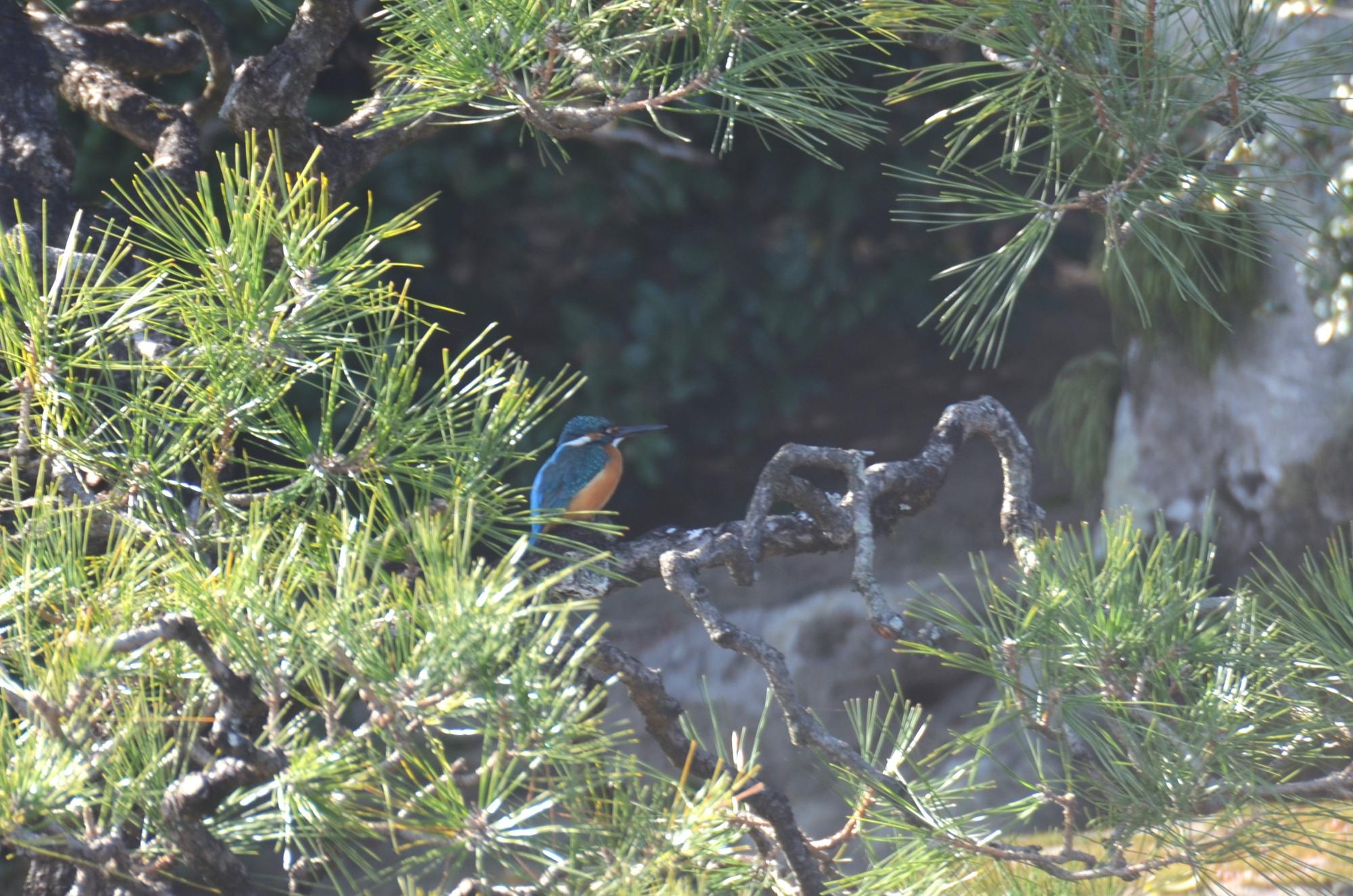廉池軒にある松にとまったカワセミ