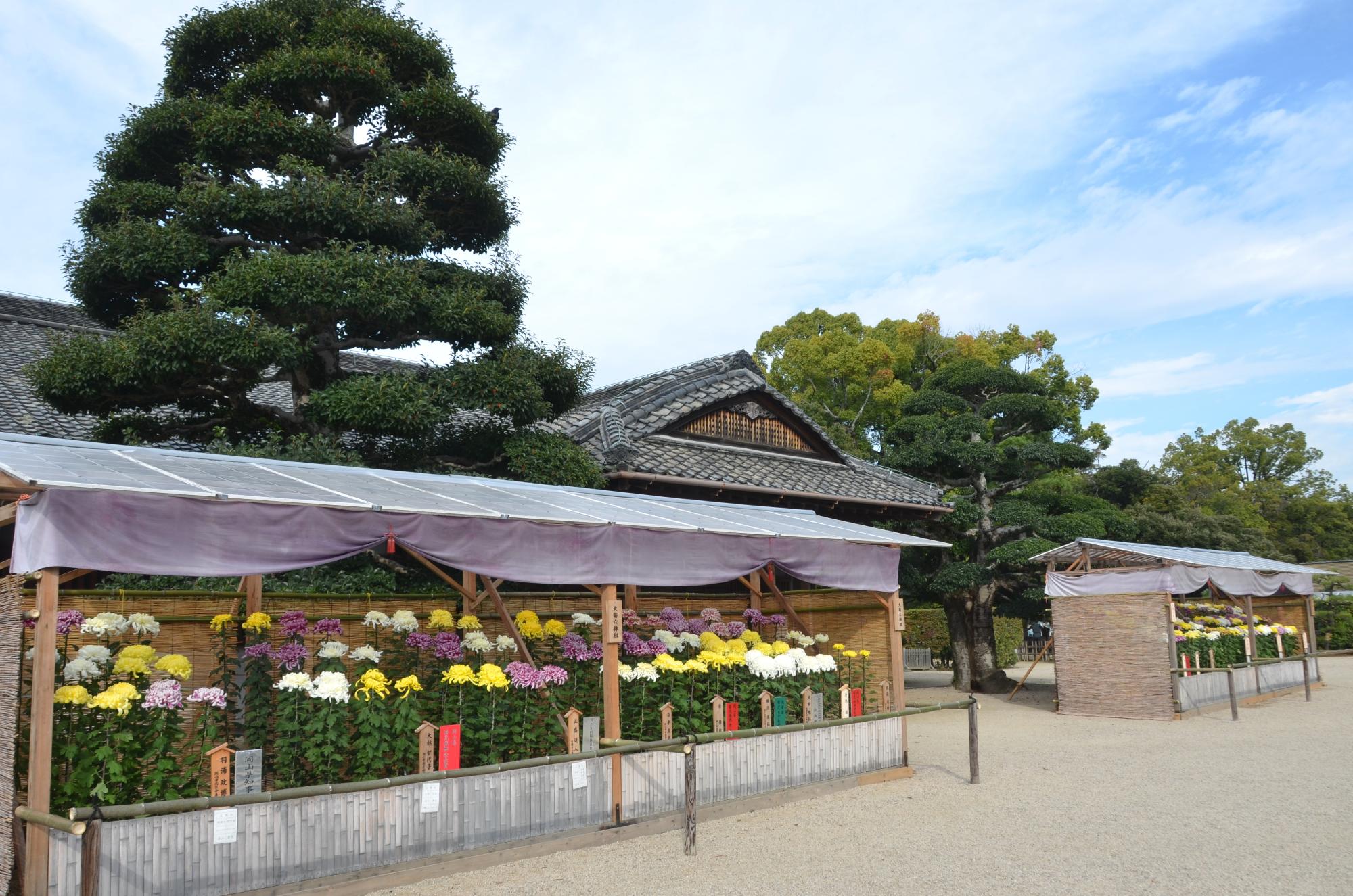 菊花大会審査後の様子。