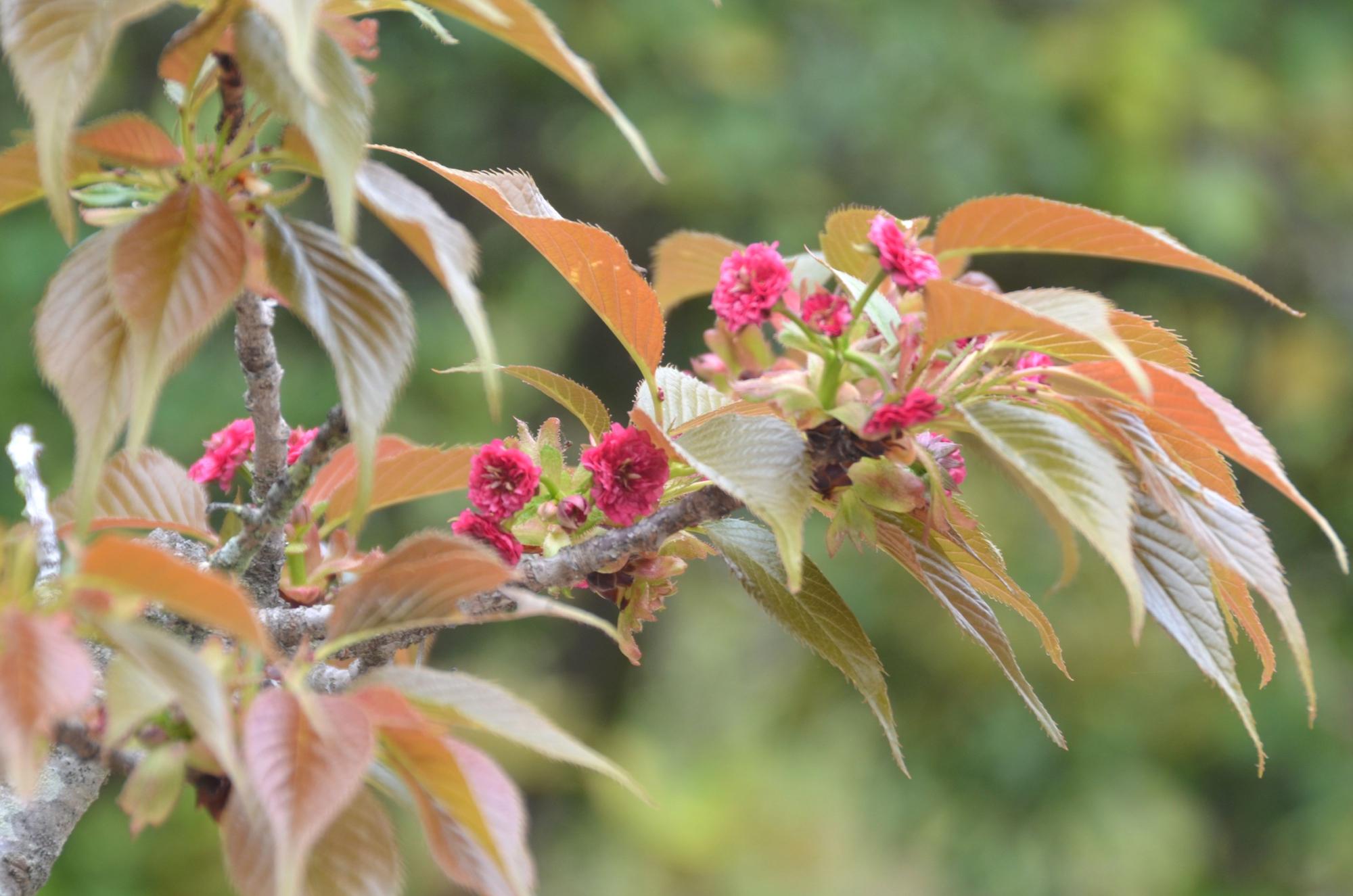 鶴鳴館前庭のキクザクラの花。