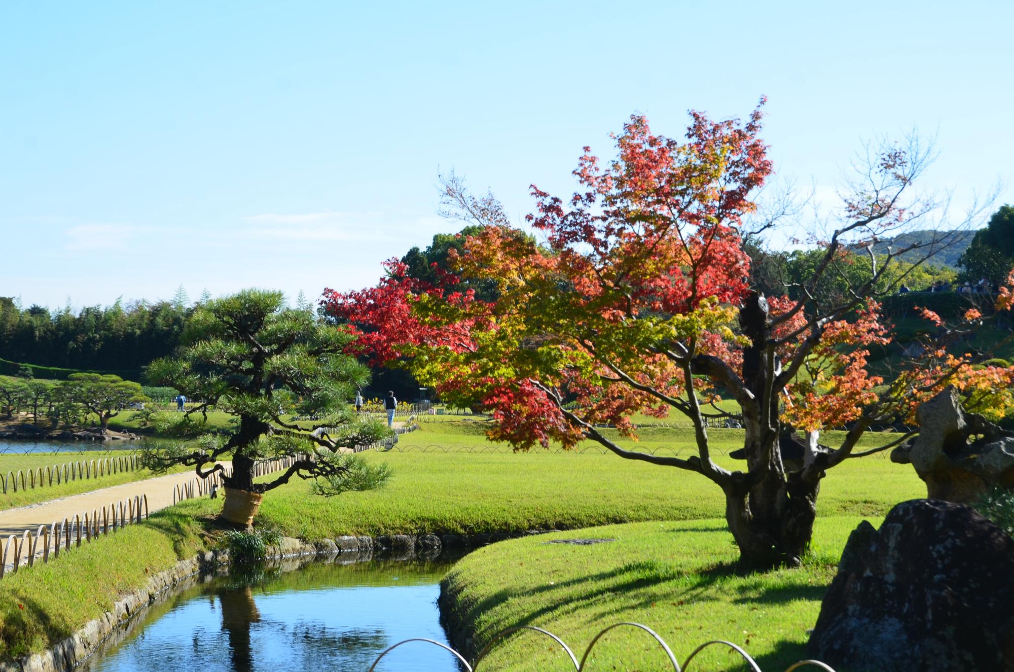 曲水ともみじ。