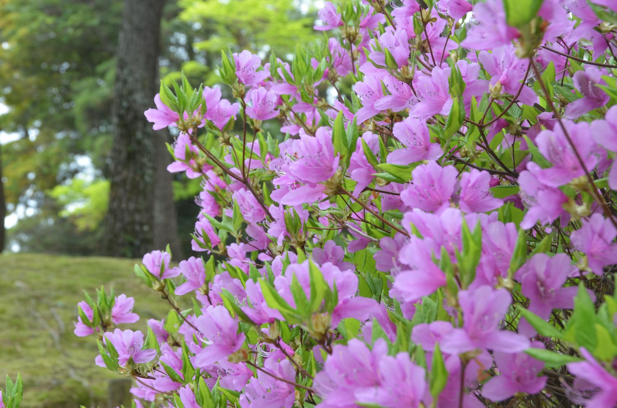 コバノミツバツツジの花。