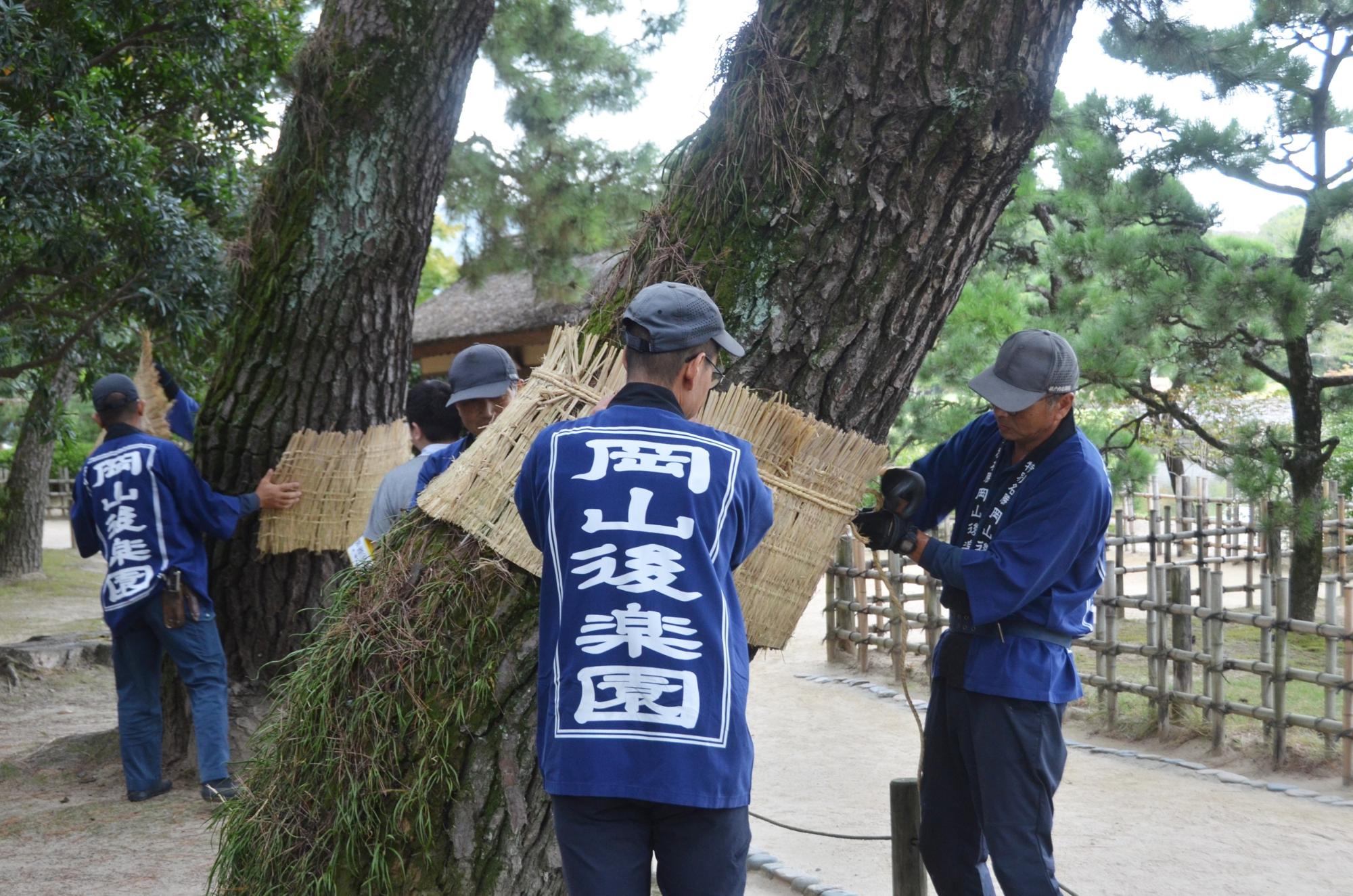 松の菰巻きの様子