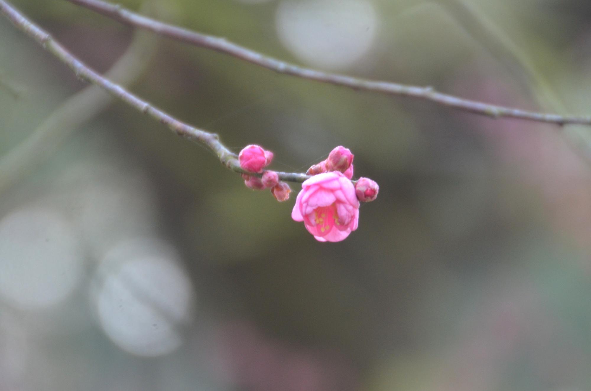 咲き始めた紅梅。