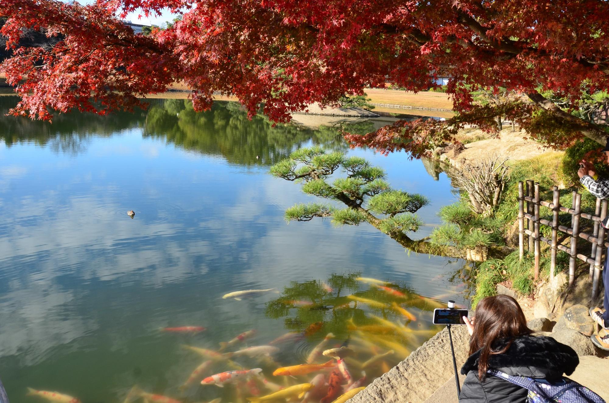 見ごろの紅葉と沢の池の鯉。