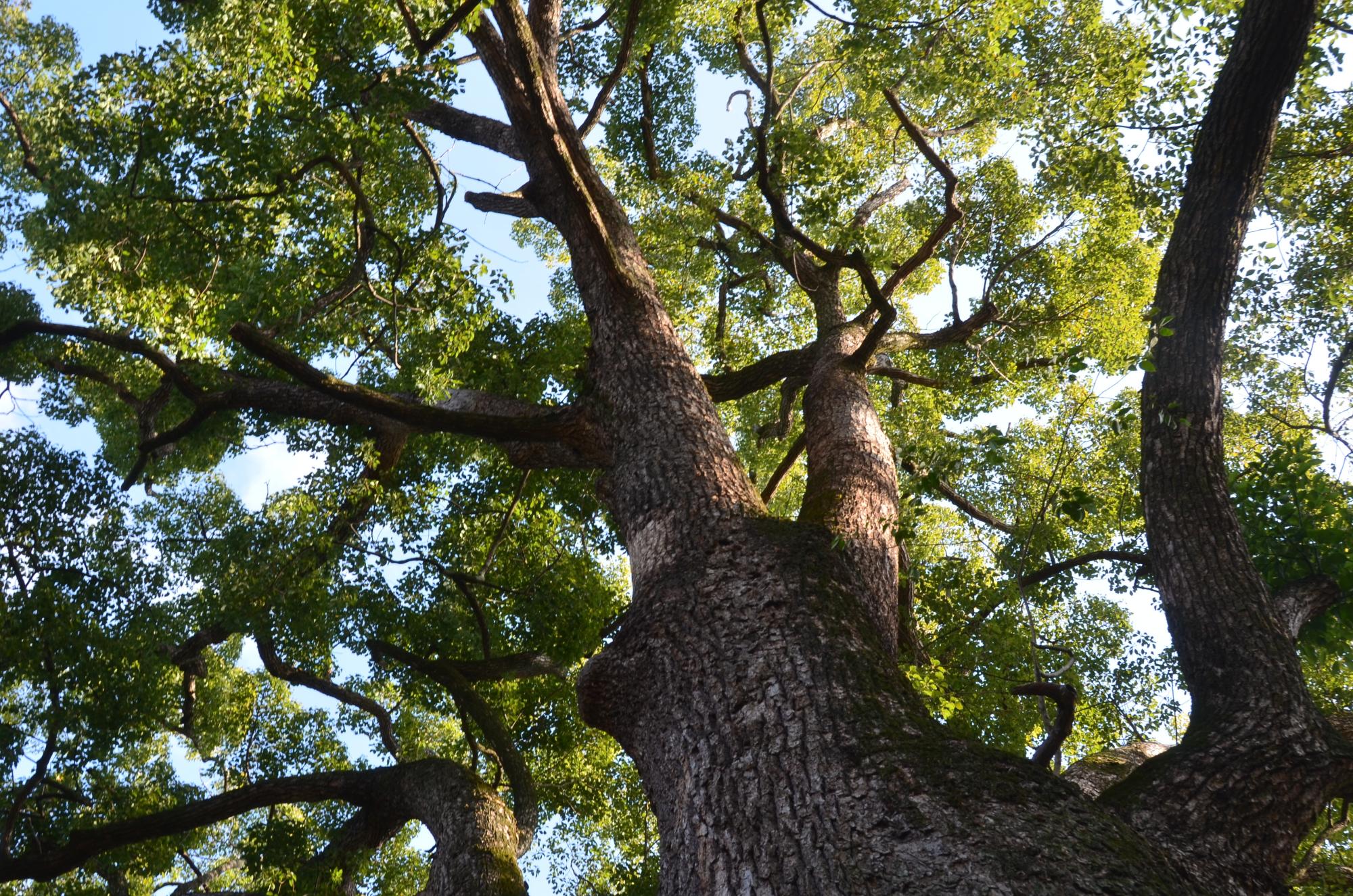 二色が岡のクスノキ