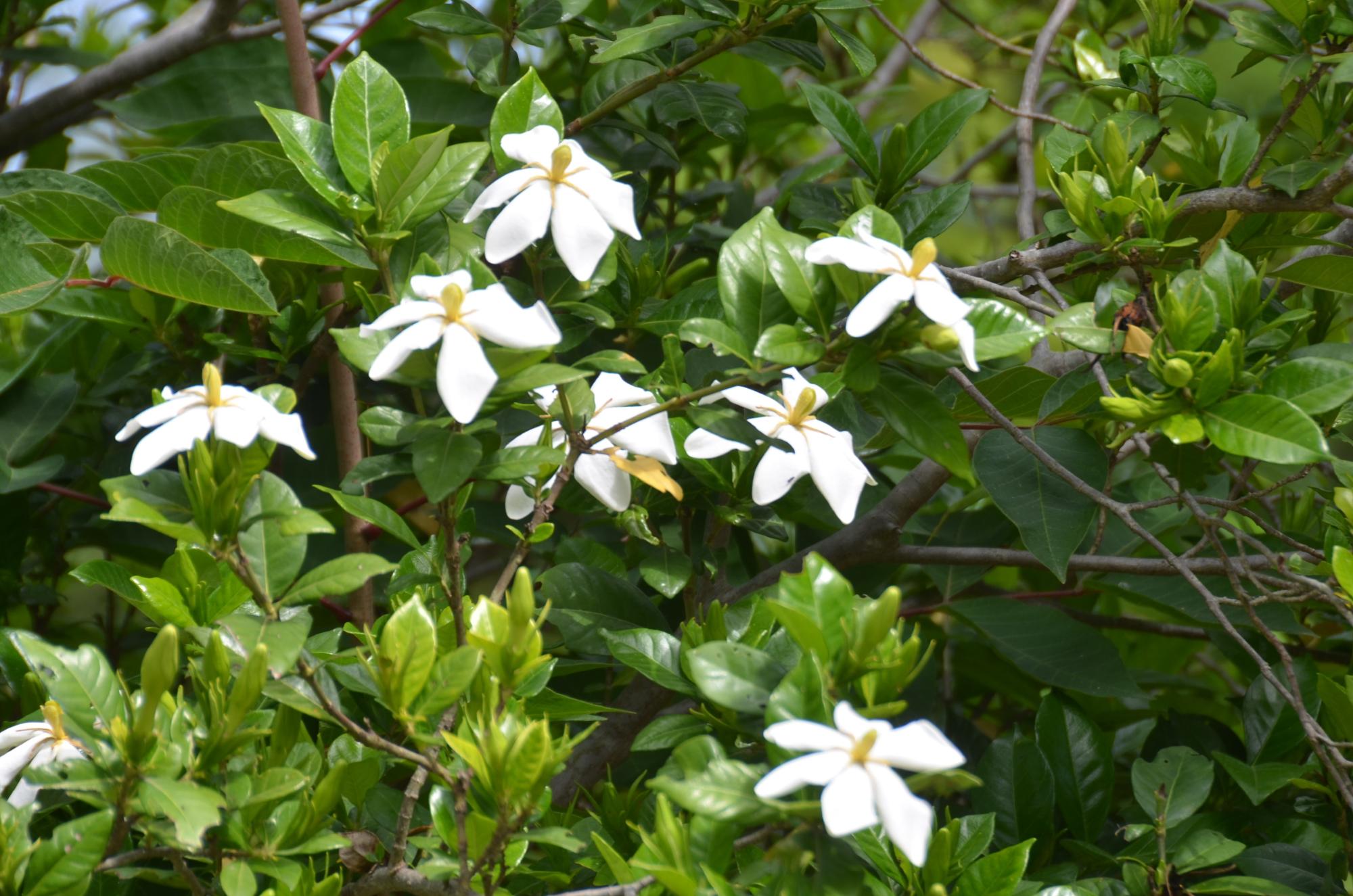クチナシの花