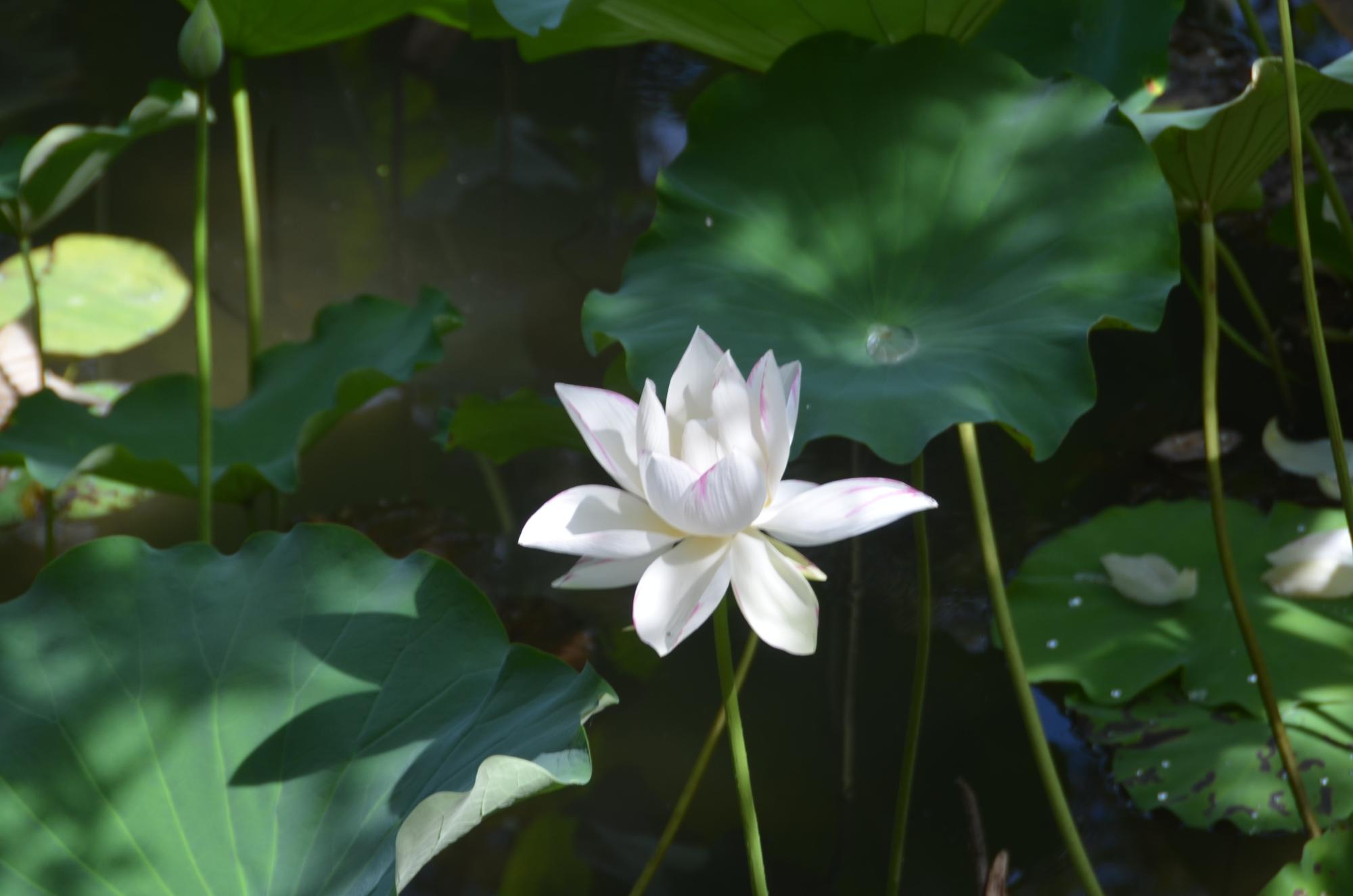花葉の池に咲く蓮の花。