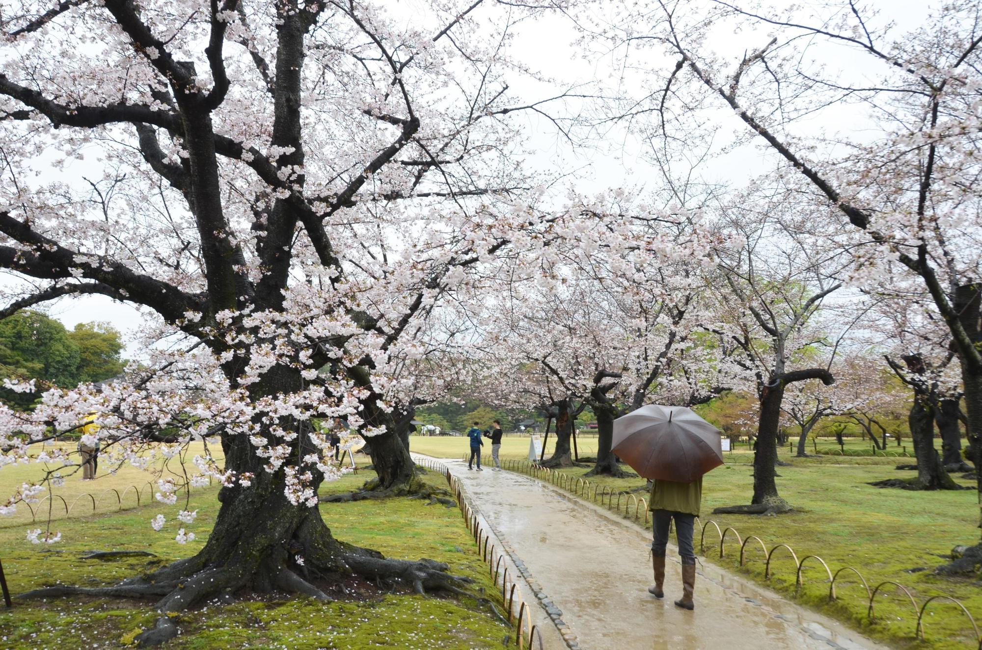 満開となった桜林のソメイヨシノ